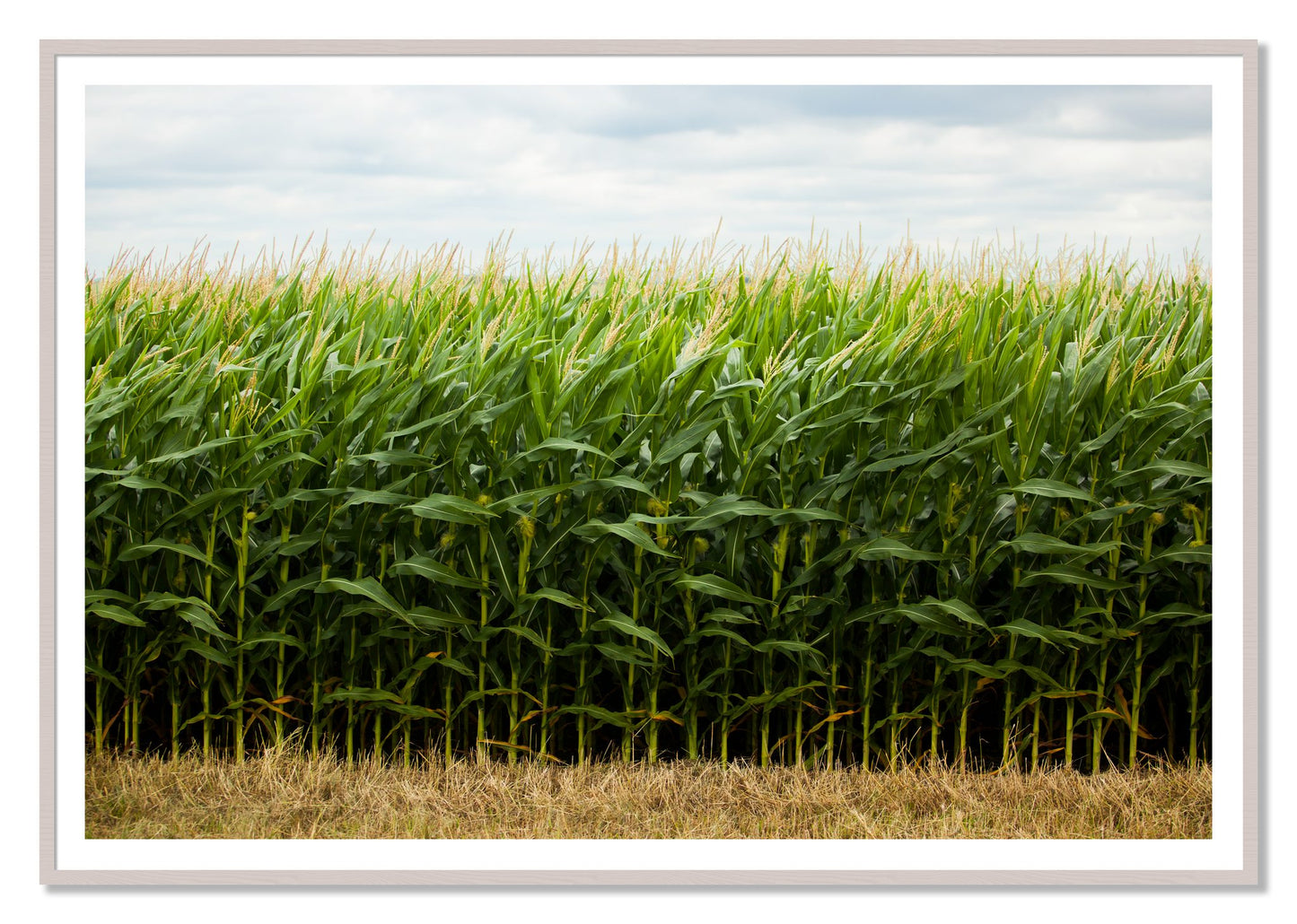 Corn Crop by Dylan Ozanich, 48×72 print with a White Border in a White Maple frame