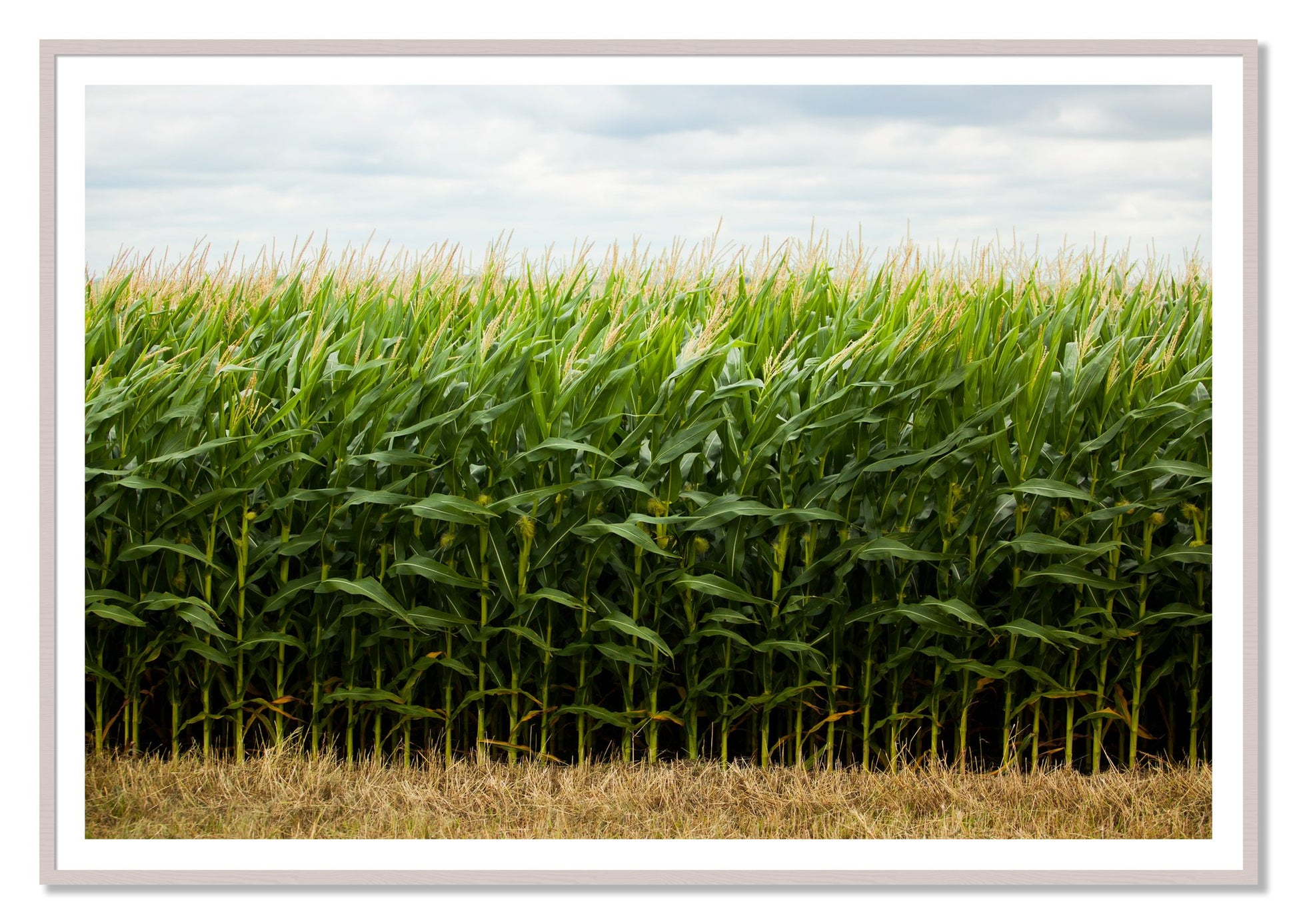 Corn Crop by Dylan Ozanich, 48×72 print with a White Border in a White Maple frame