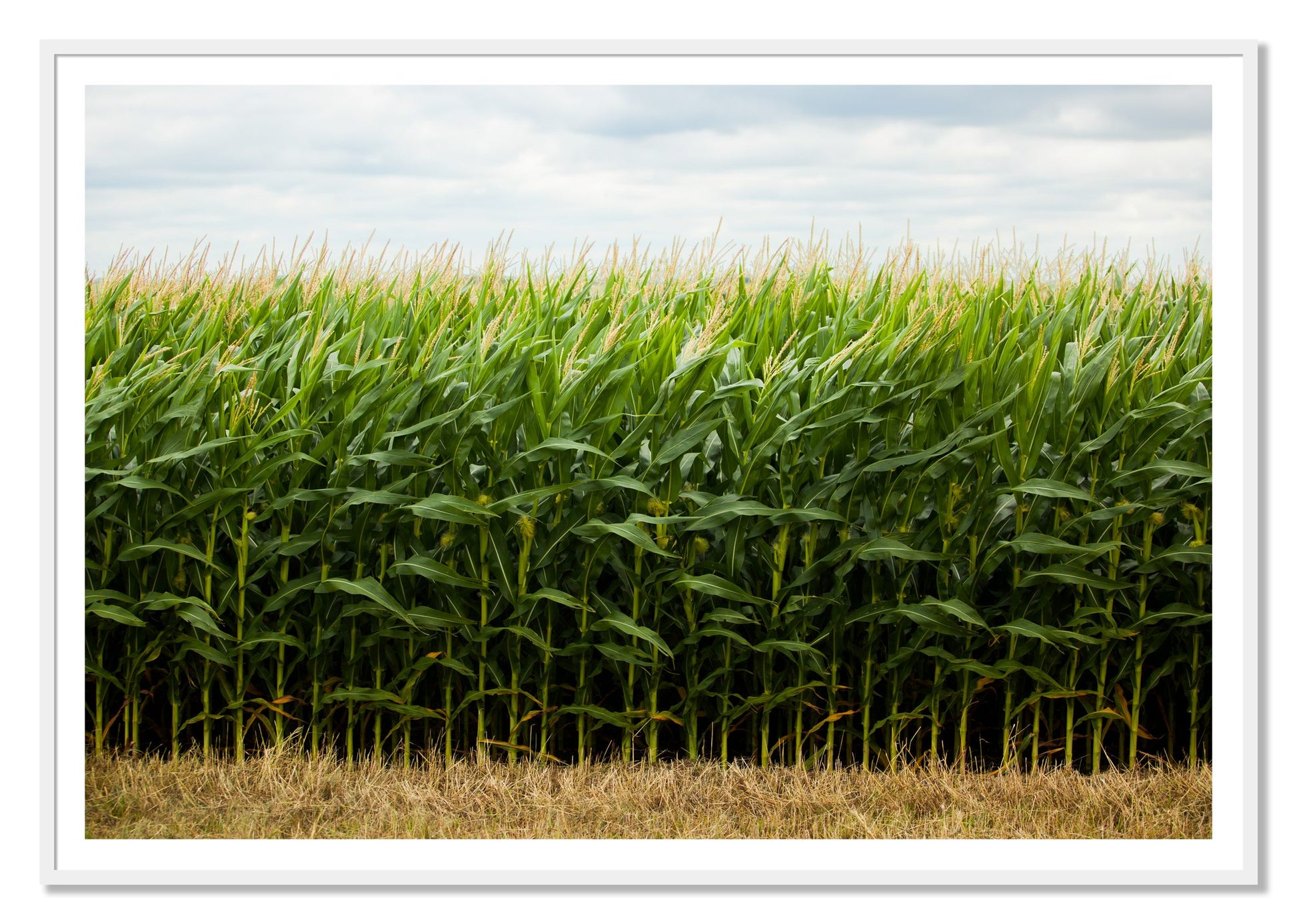 Corn Crop by Dylan Ozanich, 48×72 print with a White Border in a White frame
