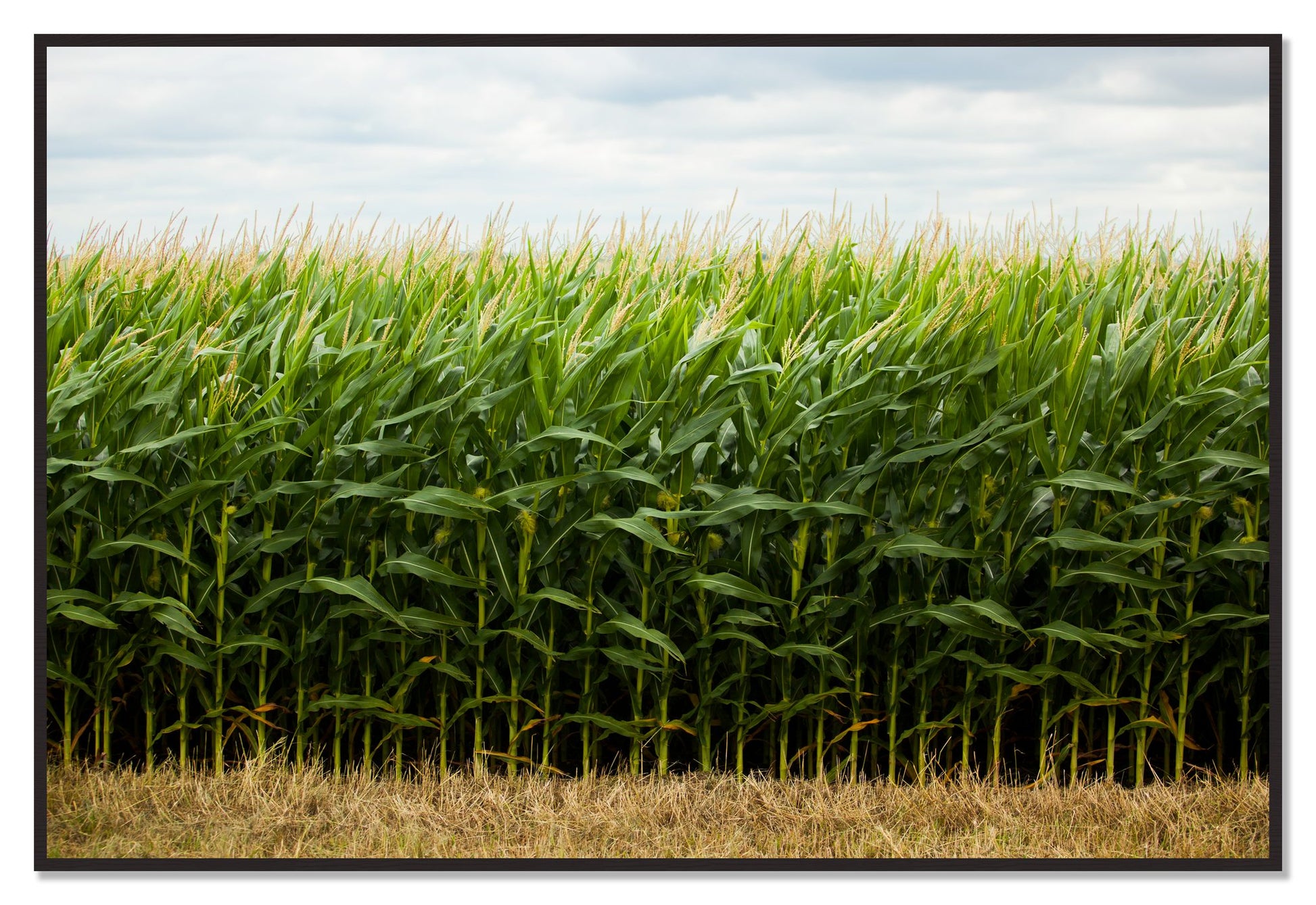 Corn Crop by Dylan Ozanich, 48×72 Full Bleed Print in a Black Walnut frame