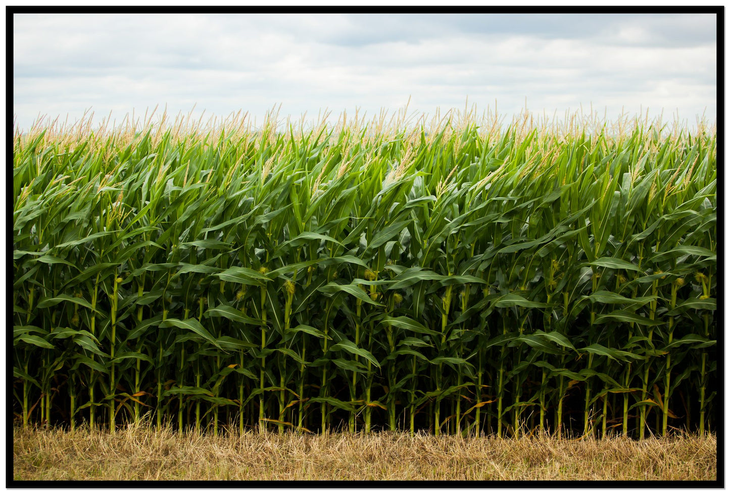Corn Crop by Dylan Ozanich, 48×72 Full Bleed Print in a Black frame