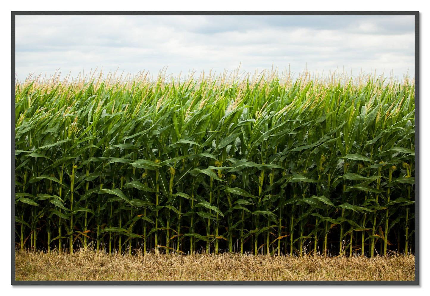Corn Crop by Dylan Ozanich, 48×72 Full Bleed Print in a Grey frame