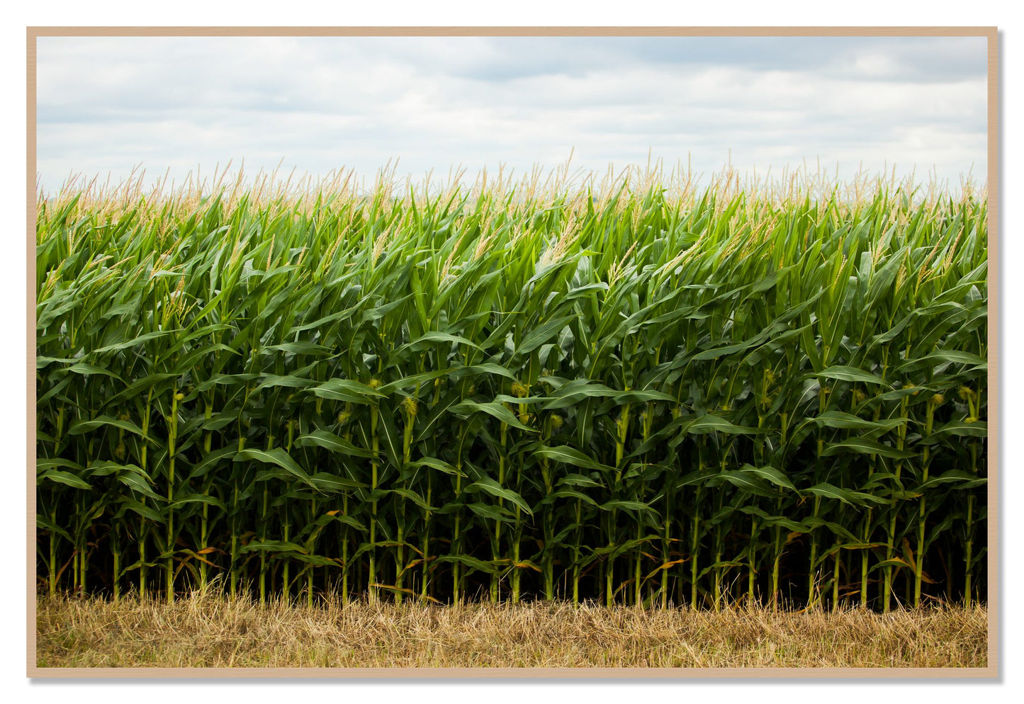 Corn Crop by Dylan Ozanich, 48×72 Full Bleed Print in an Oak frame