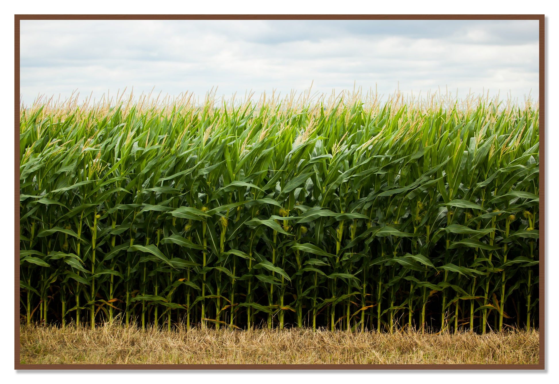 Corn Crop by Dylan Ozanich, 48×72 Full Bleed Print in a Walnut frame