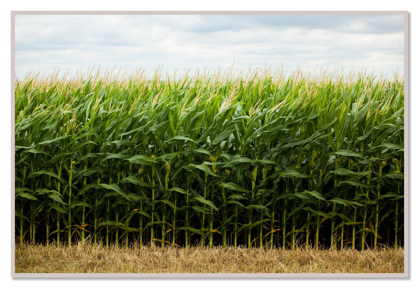 Corn Crop by Dylan Ozanich, 48×72 Full Bleed Print in a White Maple frame