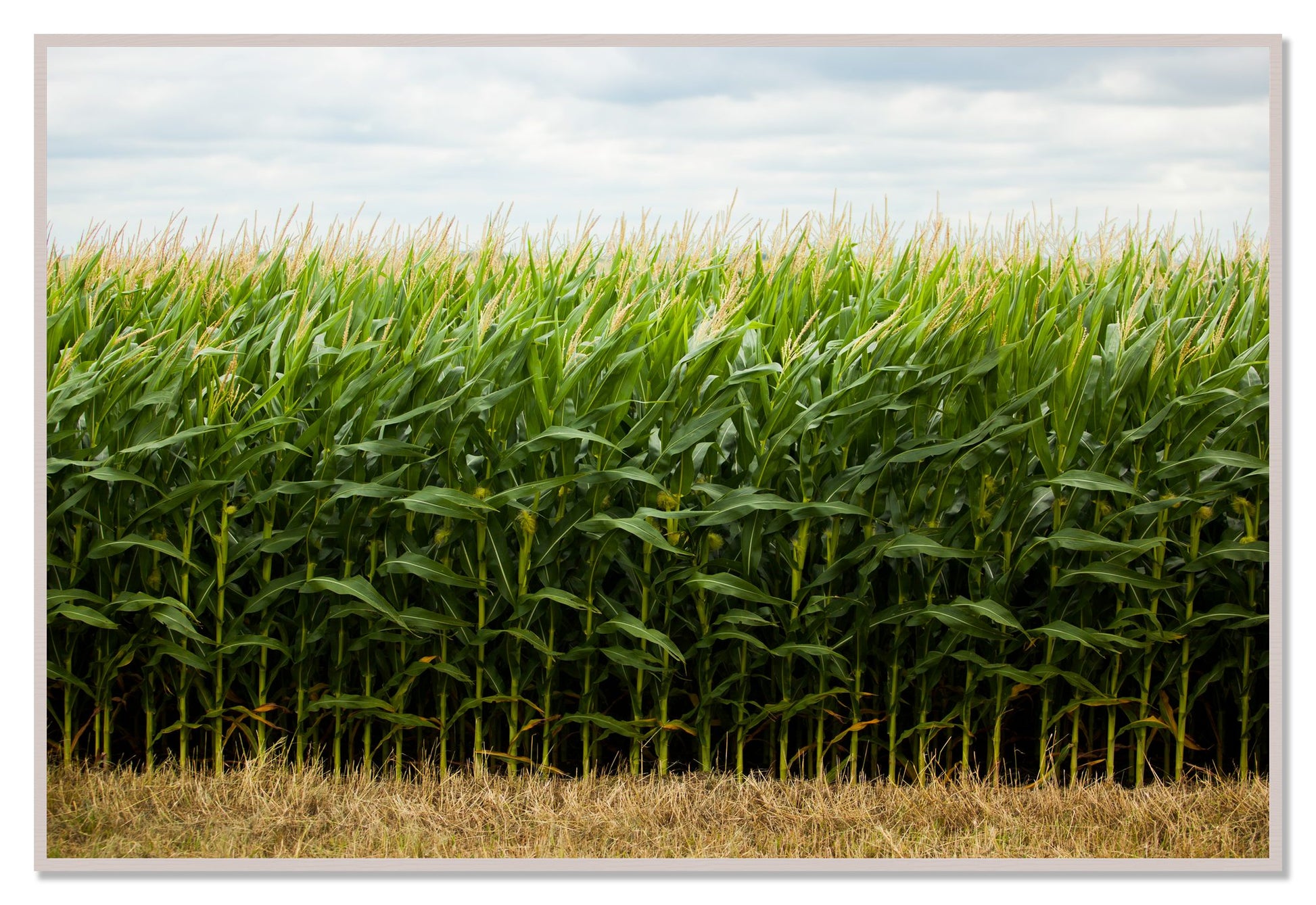 Corn Crop by Dylan Ozanich, 48×72 Full Bleed Print in a White Maple frame