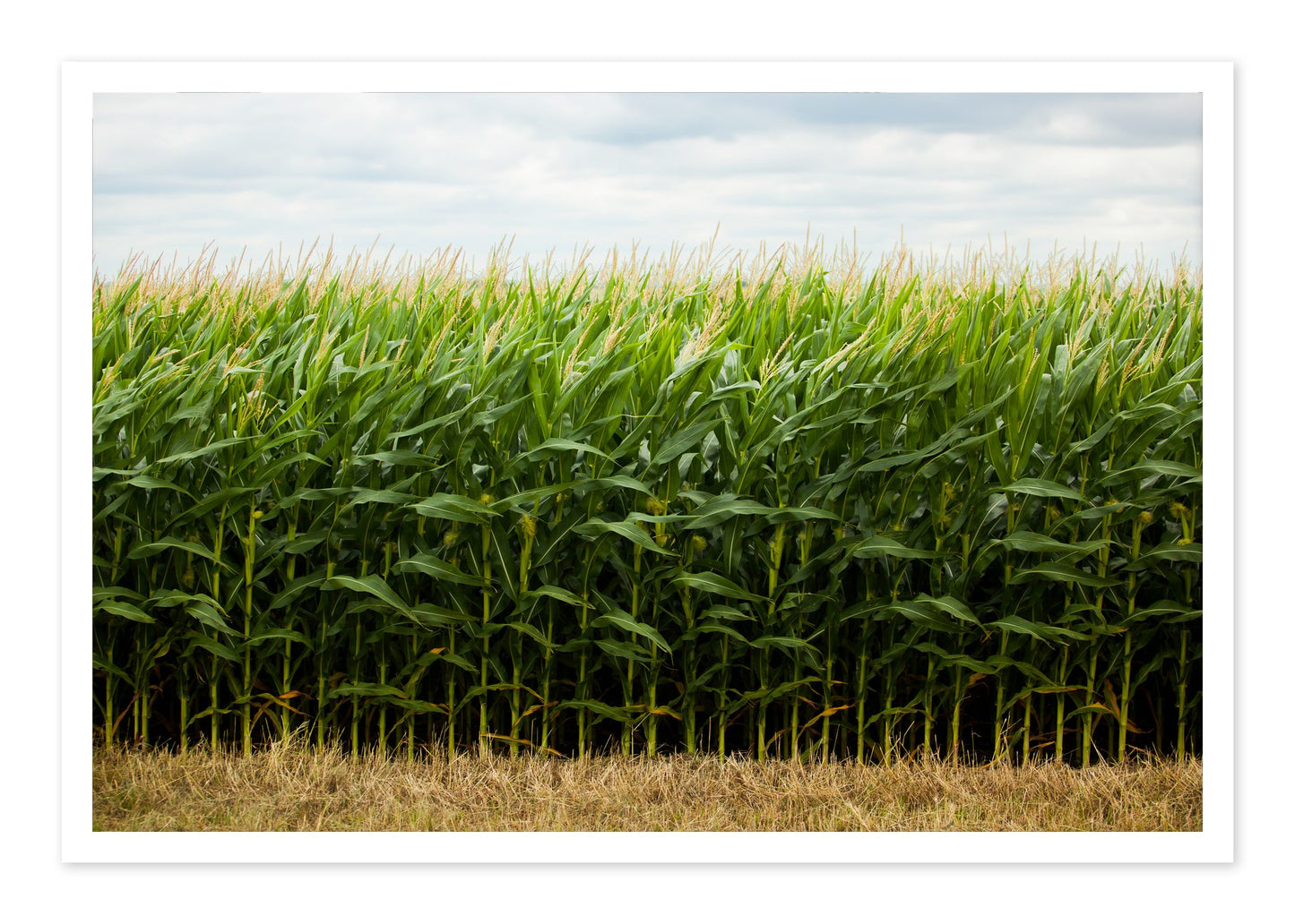 Corn Crop by Dylan Ozanich, 48×72 Fine Art Pigment Print on Hahnemühle Cotton Rag Paper, unframed