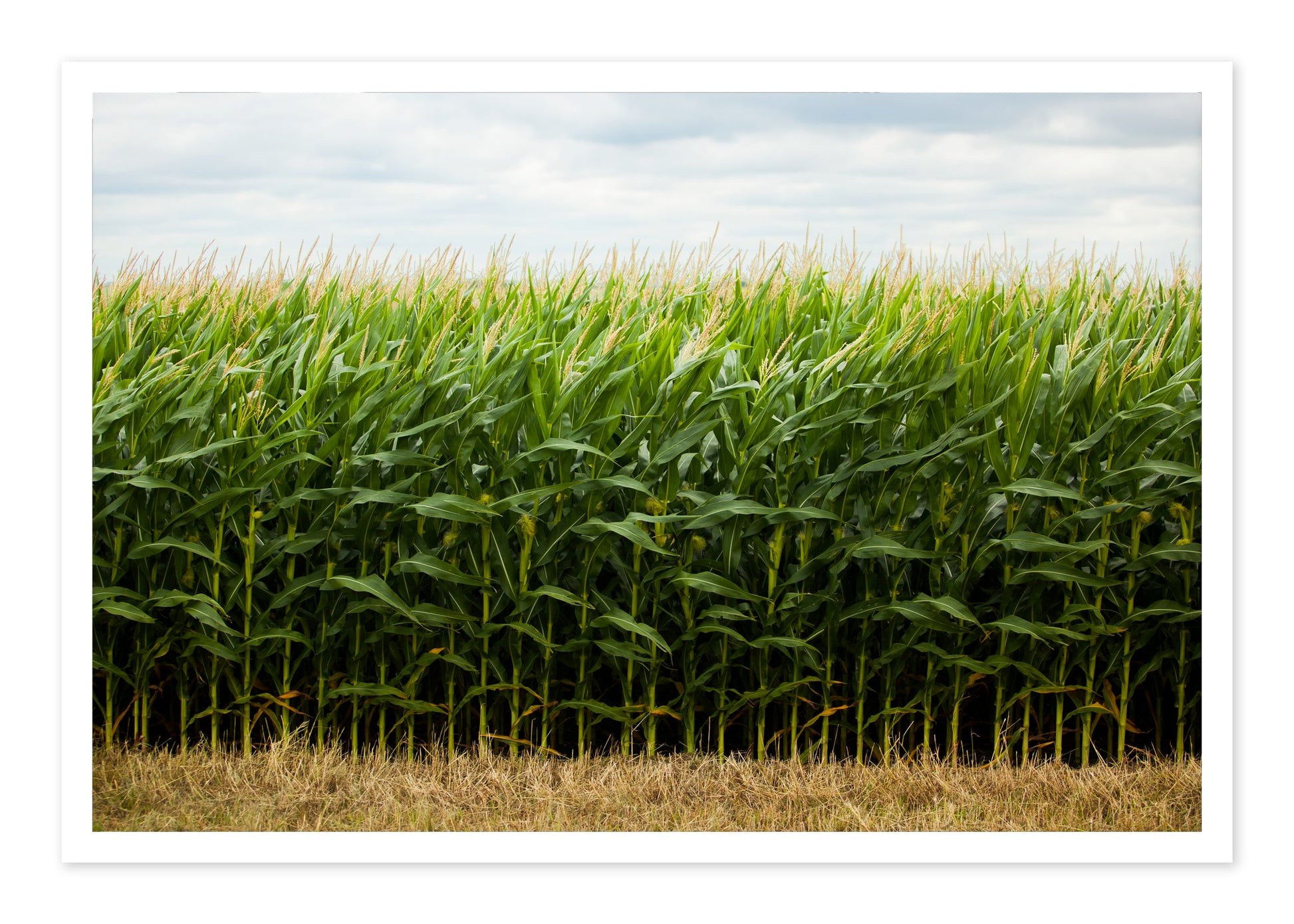 Corn Crop by Dylan Ozanich, 48×72 Fine Art Pigment Print on Hahnemühle Cotton Rag Paper, unframed
