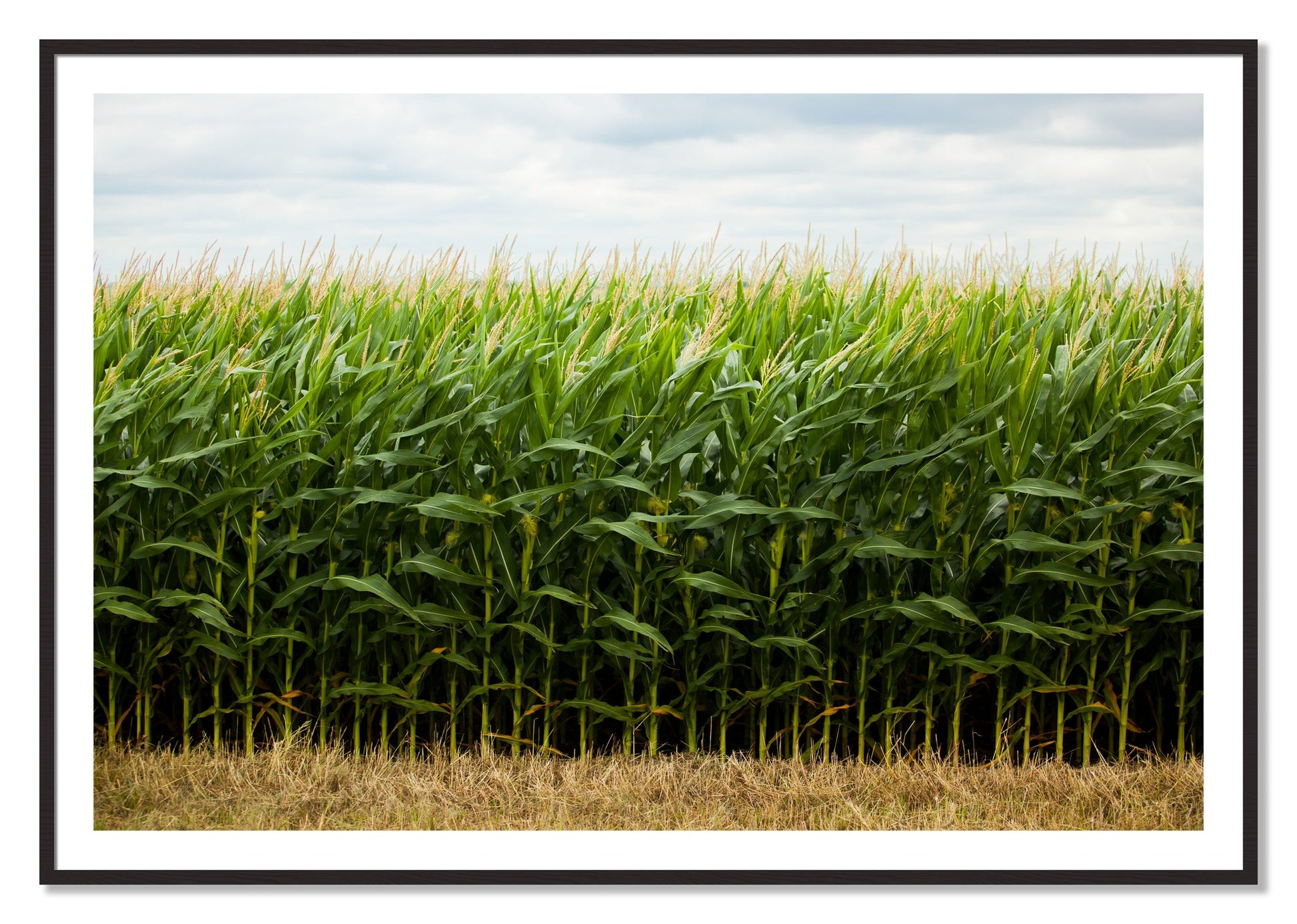 Framed photograph of Corn Crop by Dylan Ozanich, Black Walnut frame, Borders