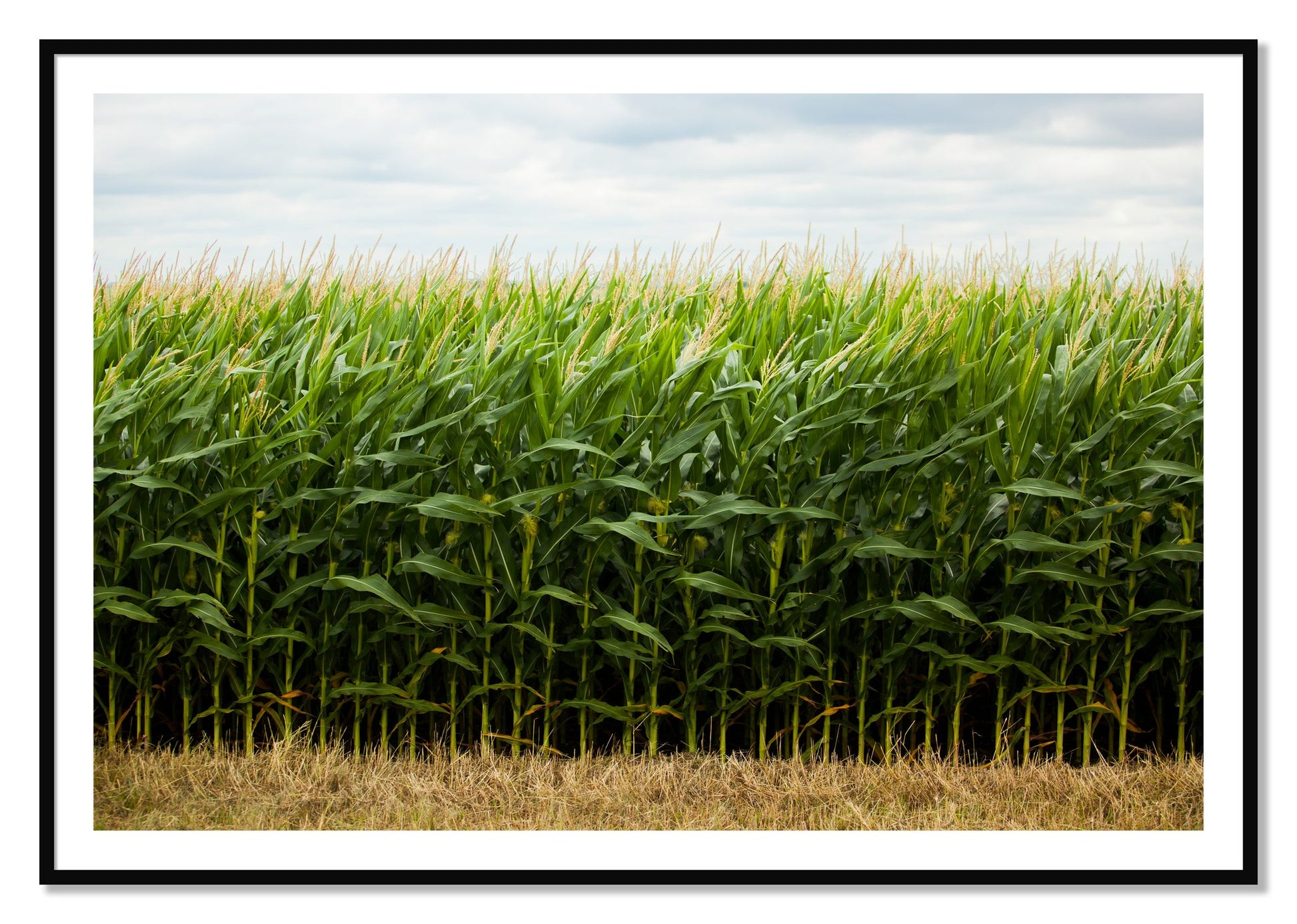Framed photograph of Corn Crop by Dylan Ozanich, Black frame, Borders