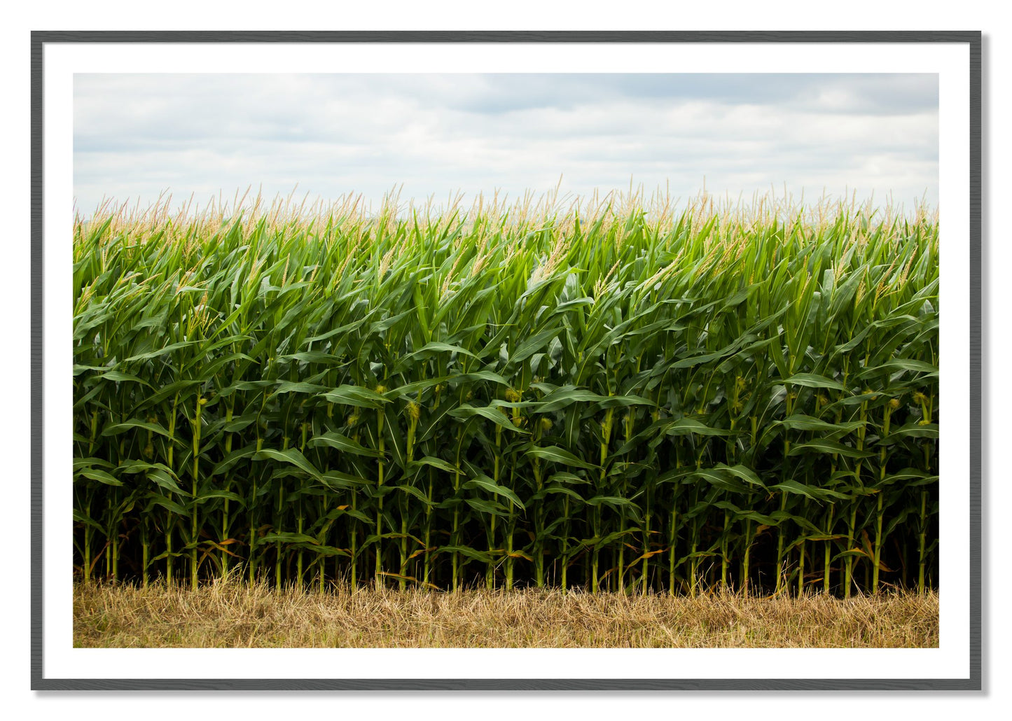 Framed photograph of Corn Crop by Dylan Ozanich, Grey frame, Borders