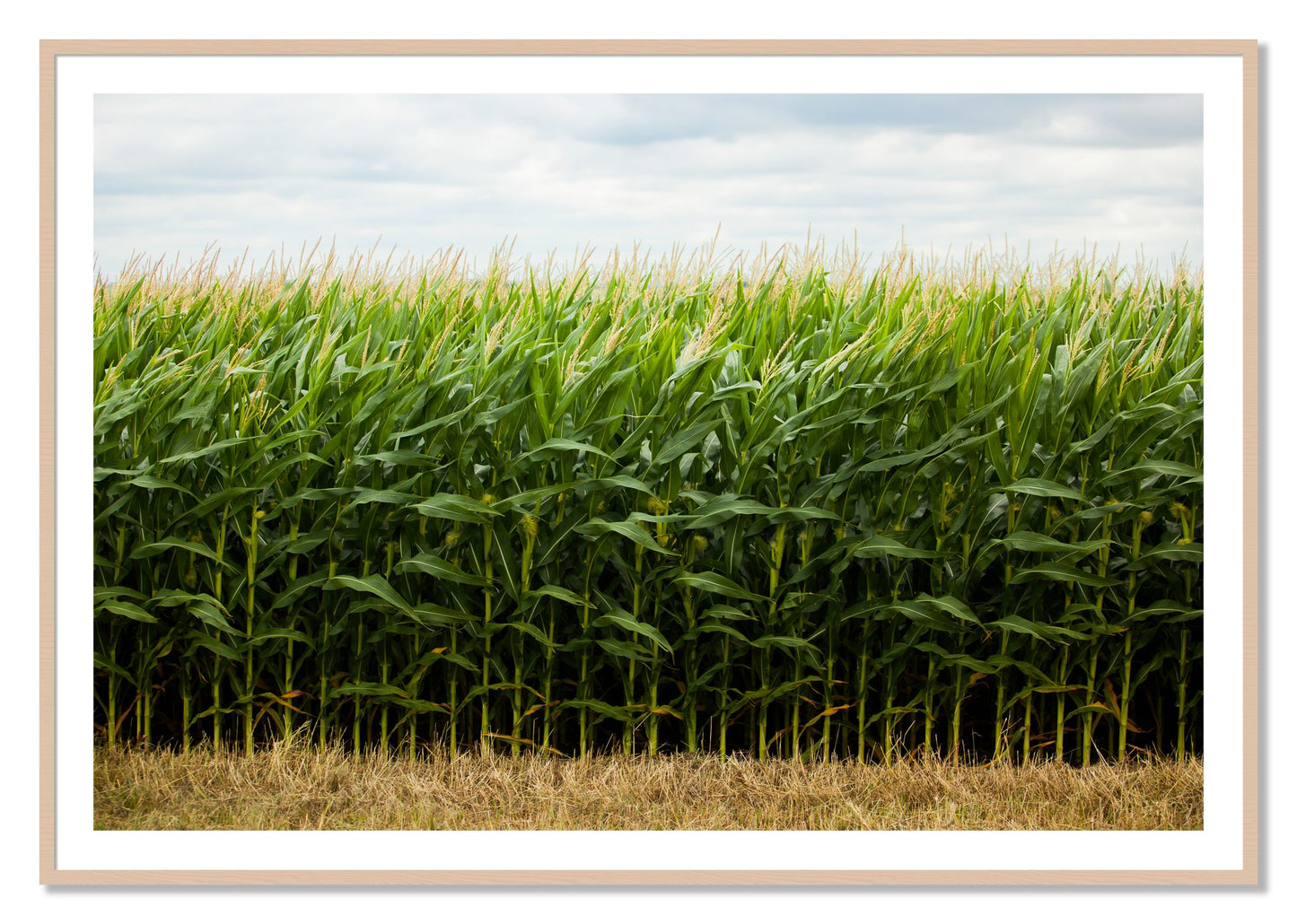 Framed photograph of Corn Crop by Dylan Ozanich, Maple frame, Borders