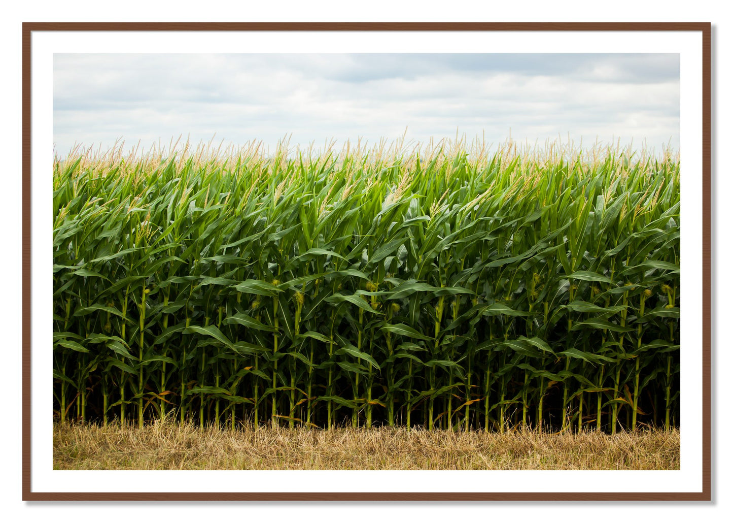 Framed photograph of Corn Crop by Dylan Ozanich, Walnut frame, Borders