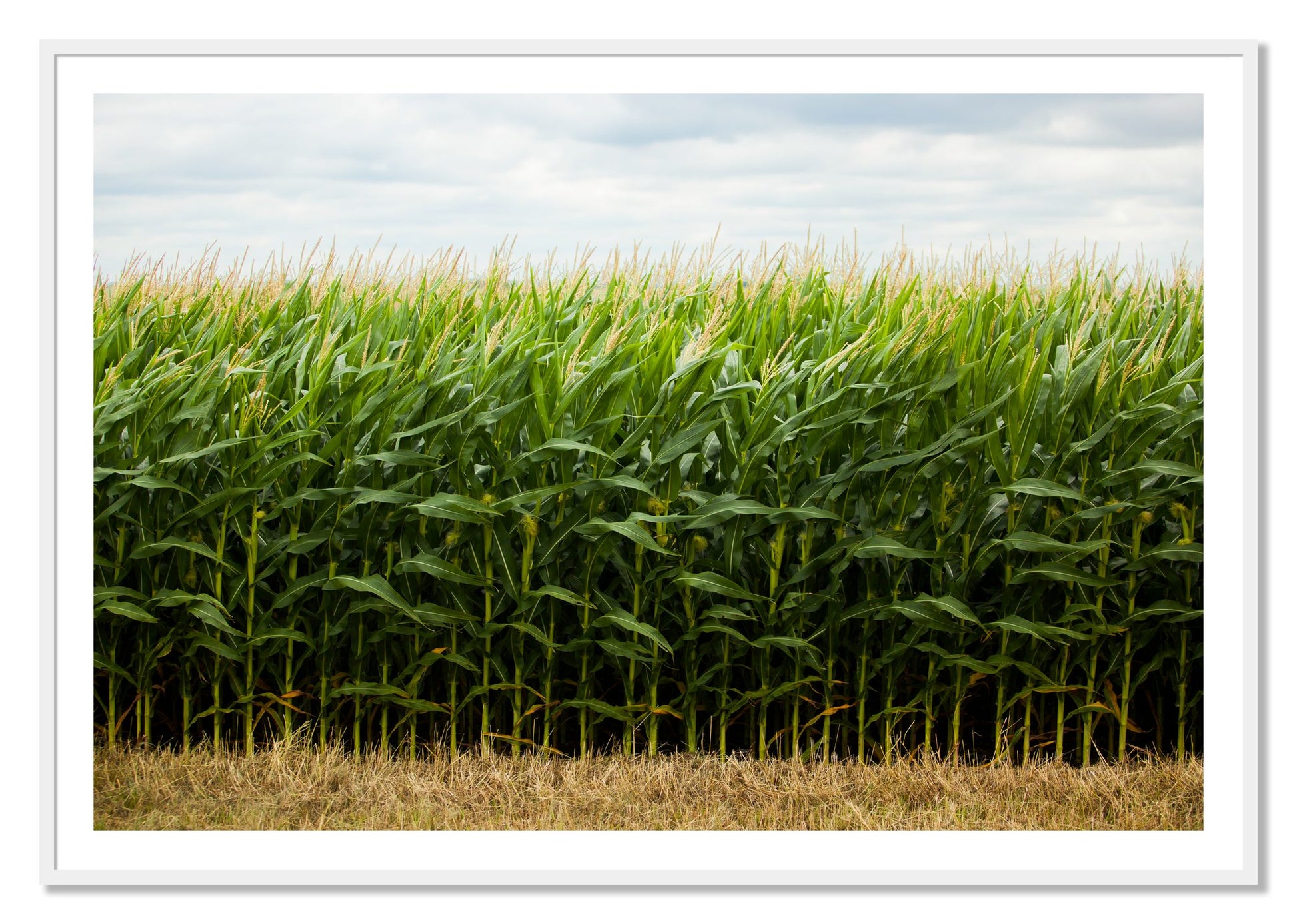 Framed photograph of Corn Crop by Dylan Ozanich, White frame, Borders