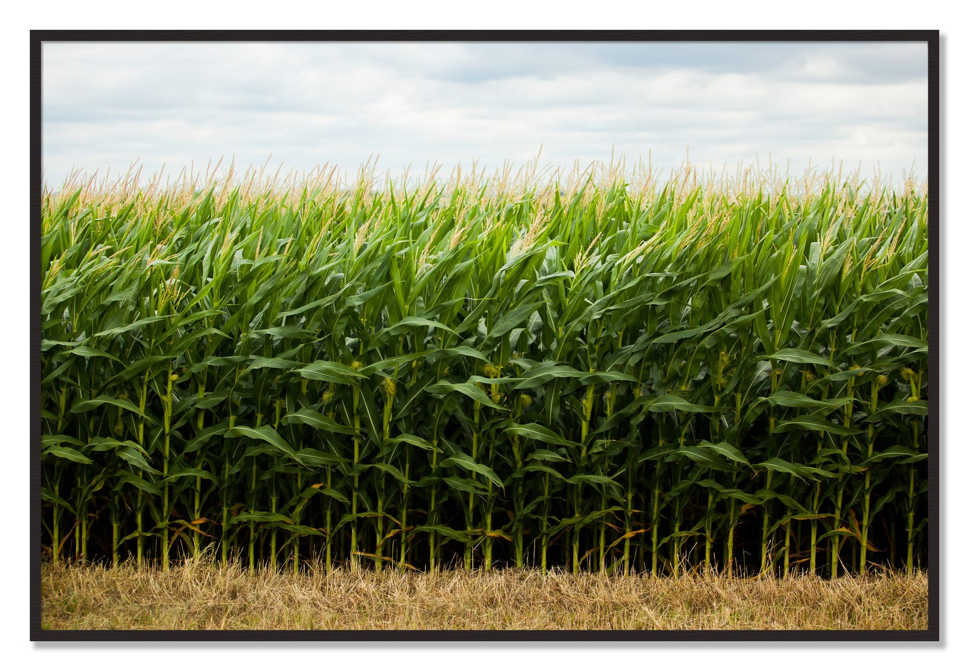 Framed photograph of Corn Crop by Dylan Ozanich, Black Walnut frame, Full Bleed