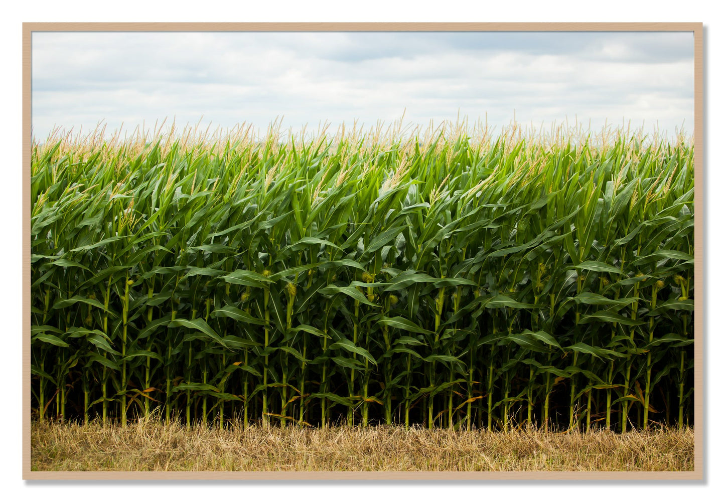 Framed photograph of Corn Crop by Dylan Ozanich, Oak frame, Full Bleed