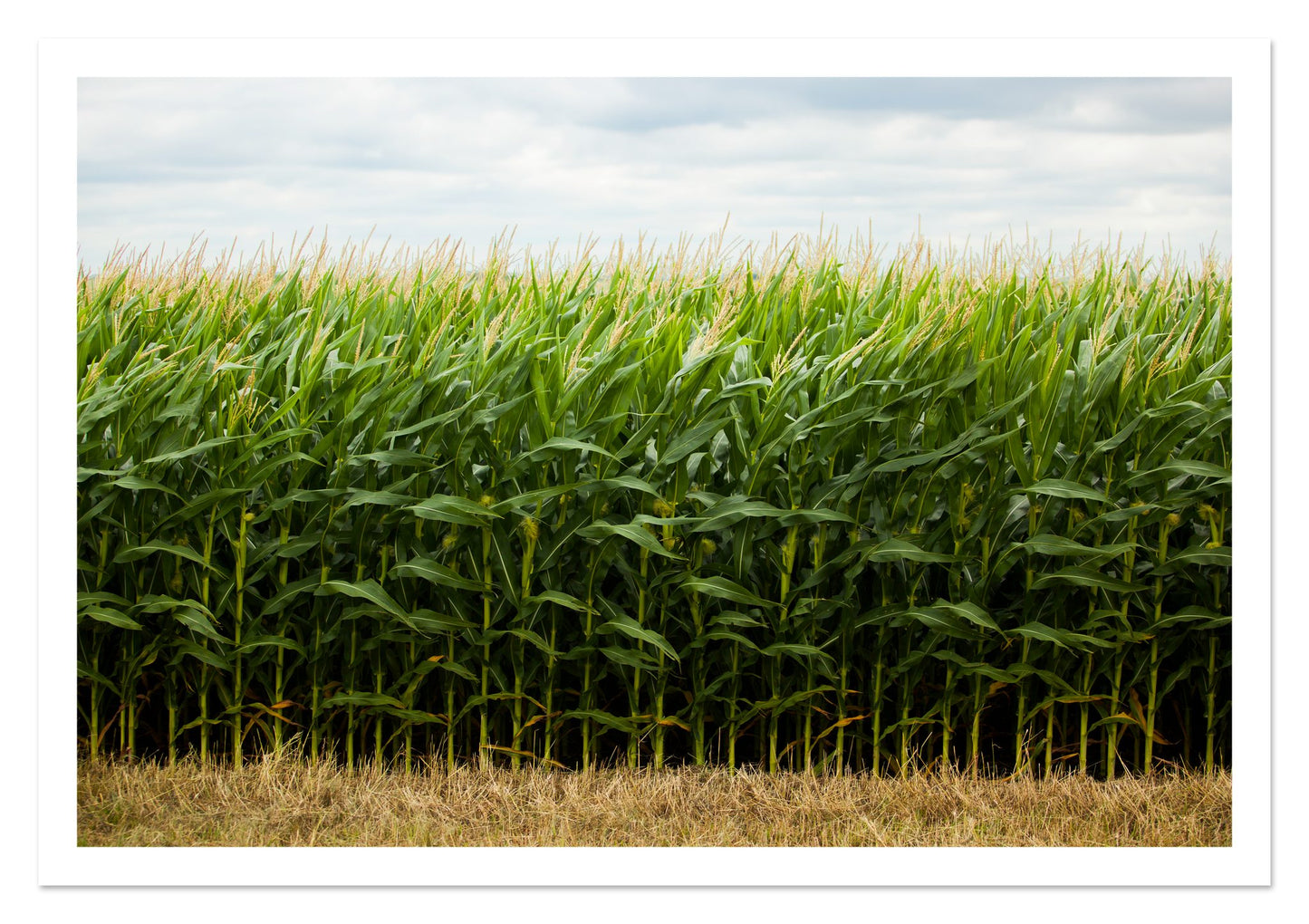 Fine art print of Corn Crop by Dylan Ozanich, unframed