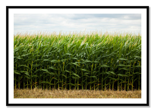 Framed photograph of Corn Crop by Dylan Ozanich, Black frame, Borders