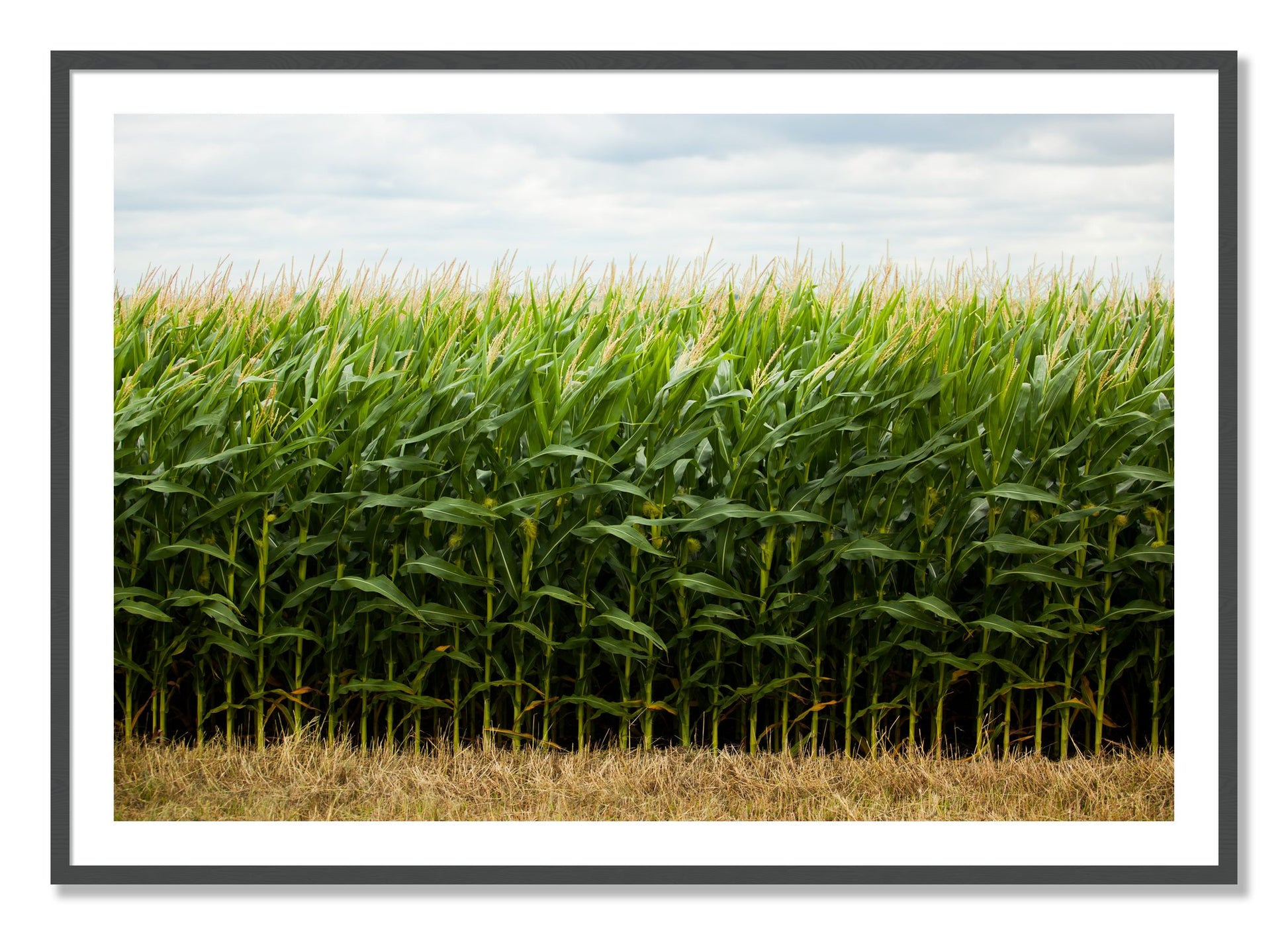 Framed photograph of Corn Crop by Dylan Ozanich, Grey frame, Borders