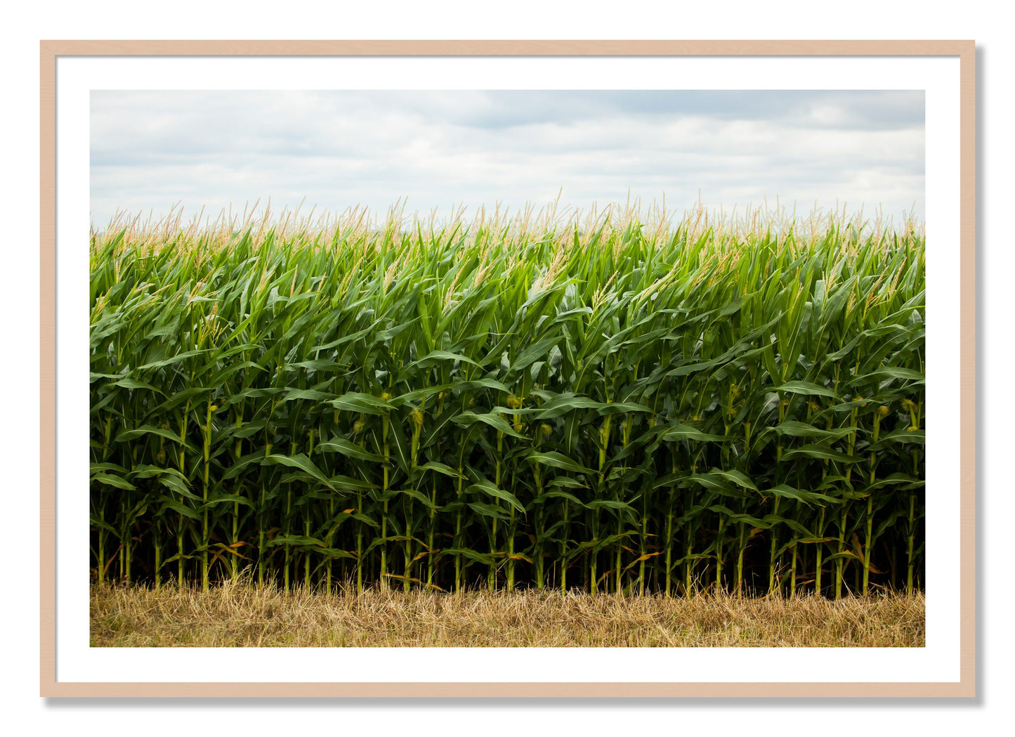 Framed photograph of Corn Crop by Dylan Ozanich, Maple frame, Borders