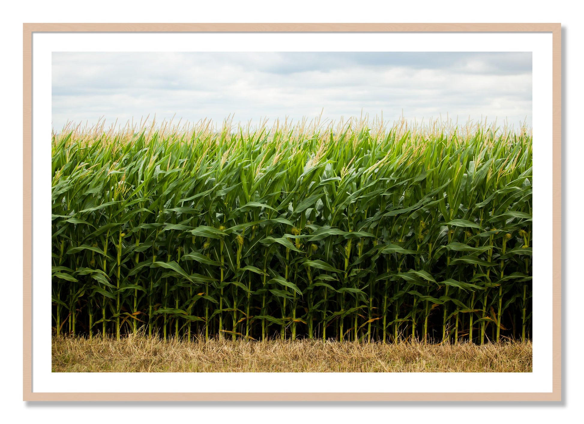 Framed photograph of Corn Crop by Dylan Ozanich, Maple frame, Borders