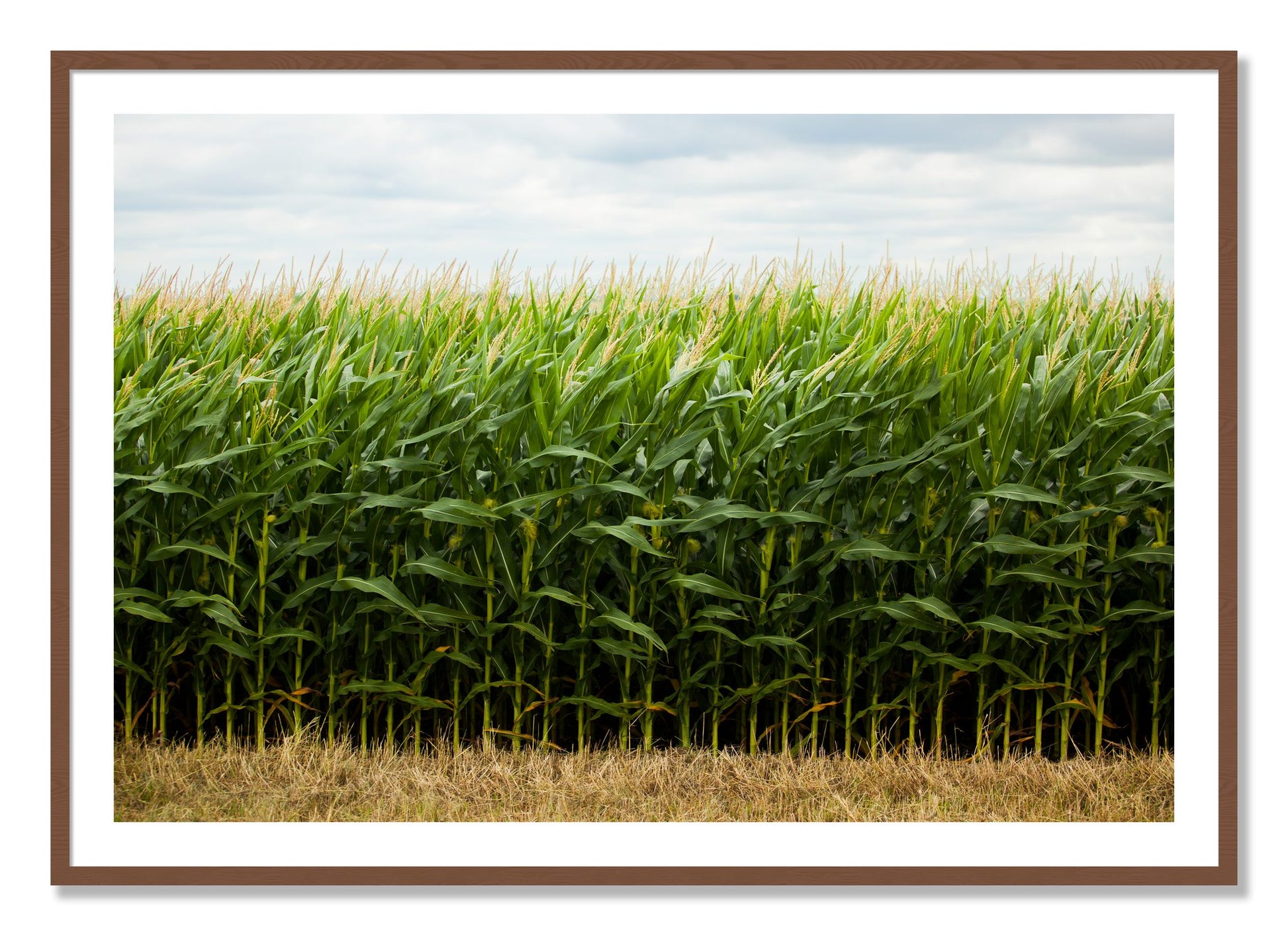 Framed photograph of Corn Crop by Dylan Ozanich, Walnut frame, Borders