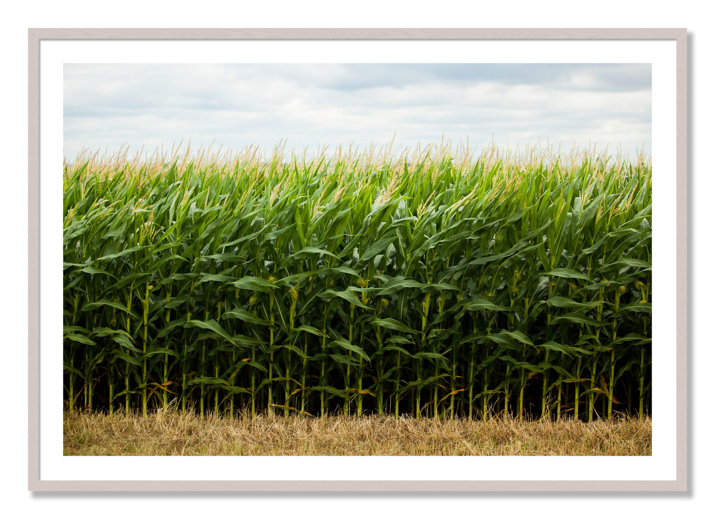 Framed photograph of Corn Crop by Dylan Ozanich, White Maple frame, Borders