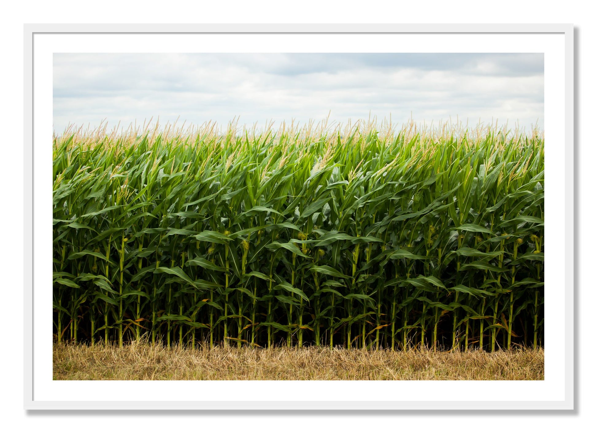 Framed photograph of Corn Crop by Dylan Ozanich, White frame, Borders