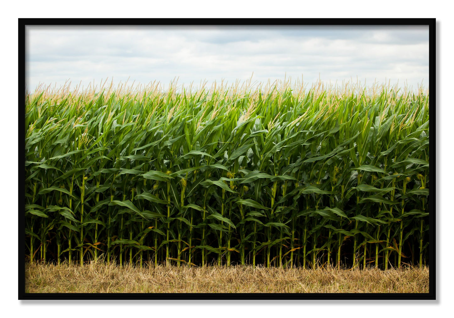 Framed photograph of Corn Crop by Dylan Ozanich, Black frame, Full Bleed