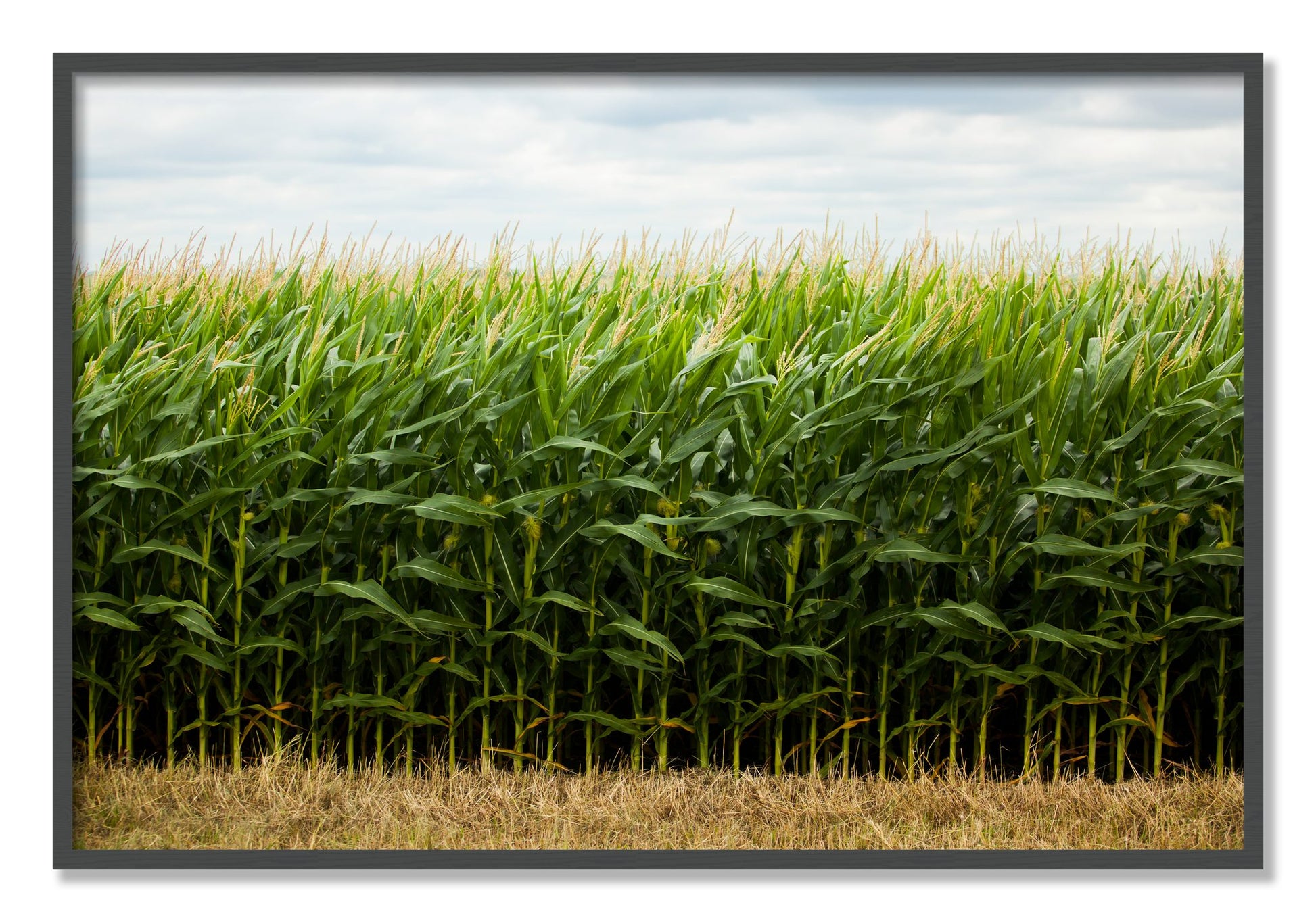 Framed photograph of Corn Crop by Dylan Ozanich, Grey frame, Full Bleed