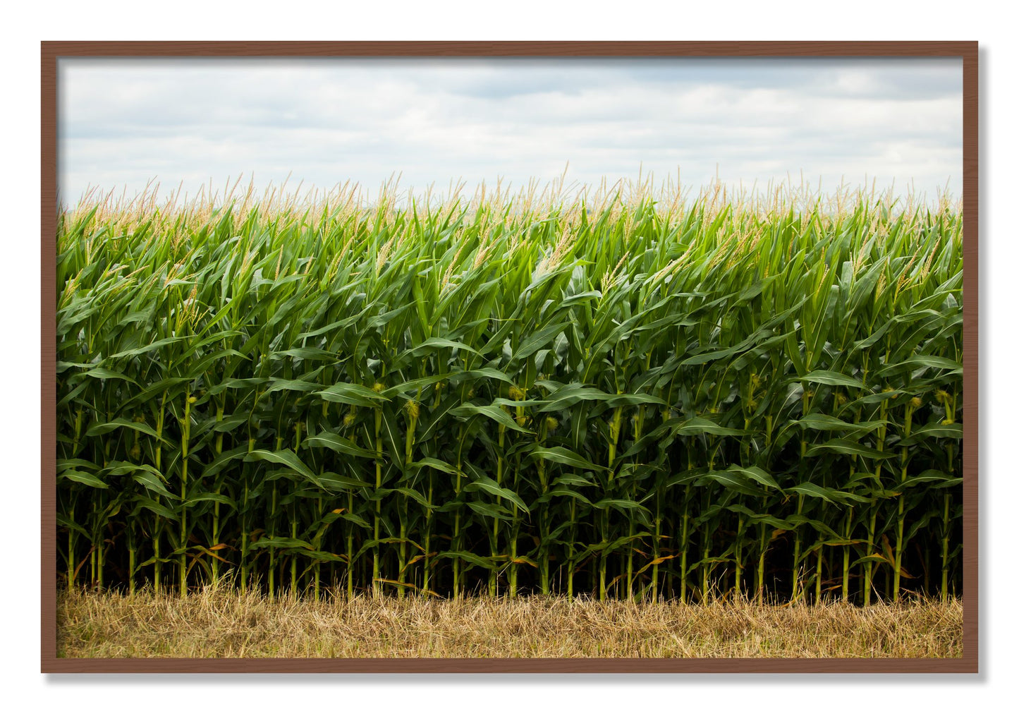 Framed photograph of Corn Crop by Dylan Ozanich, Walnut frame, Full Bleed