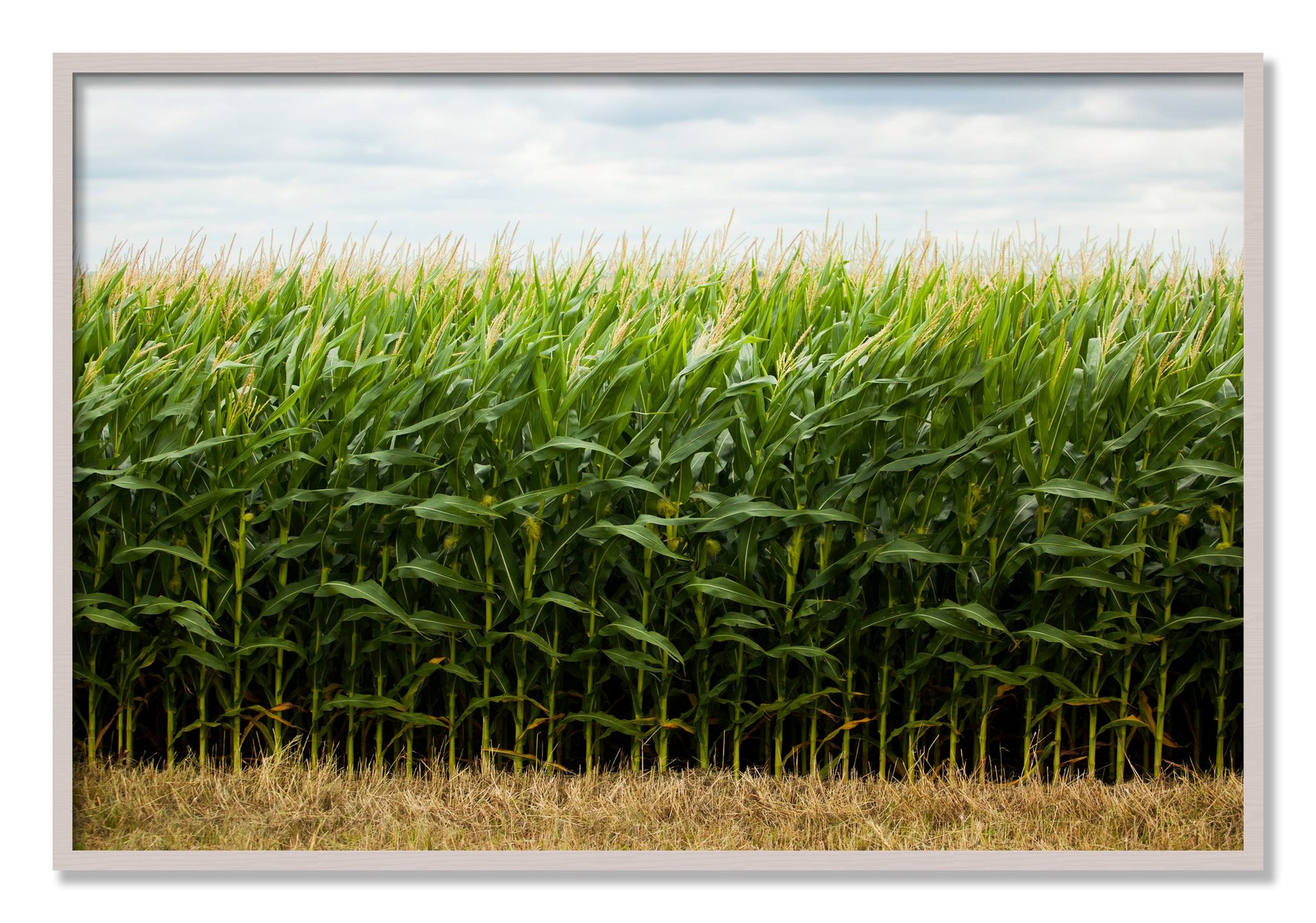 Framed photograph of Corn Crop by Dylan Ozanich, White Maple frame, Full Bleed