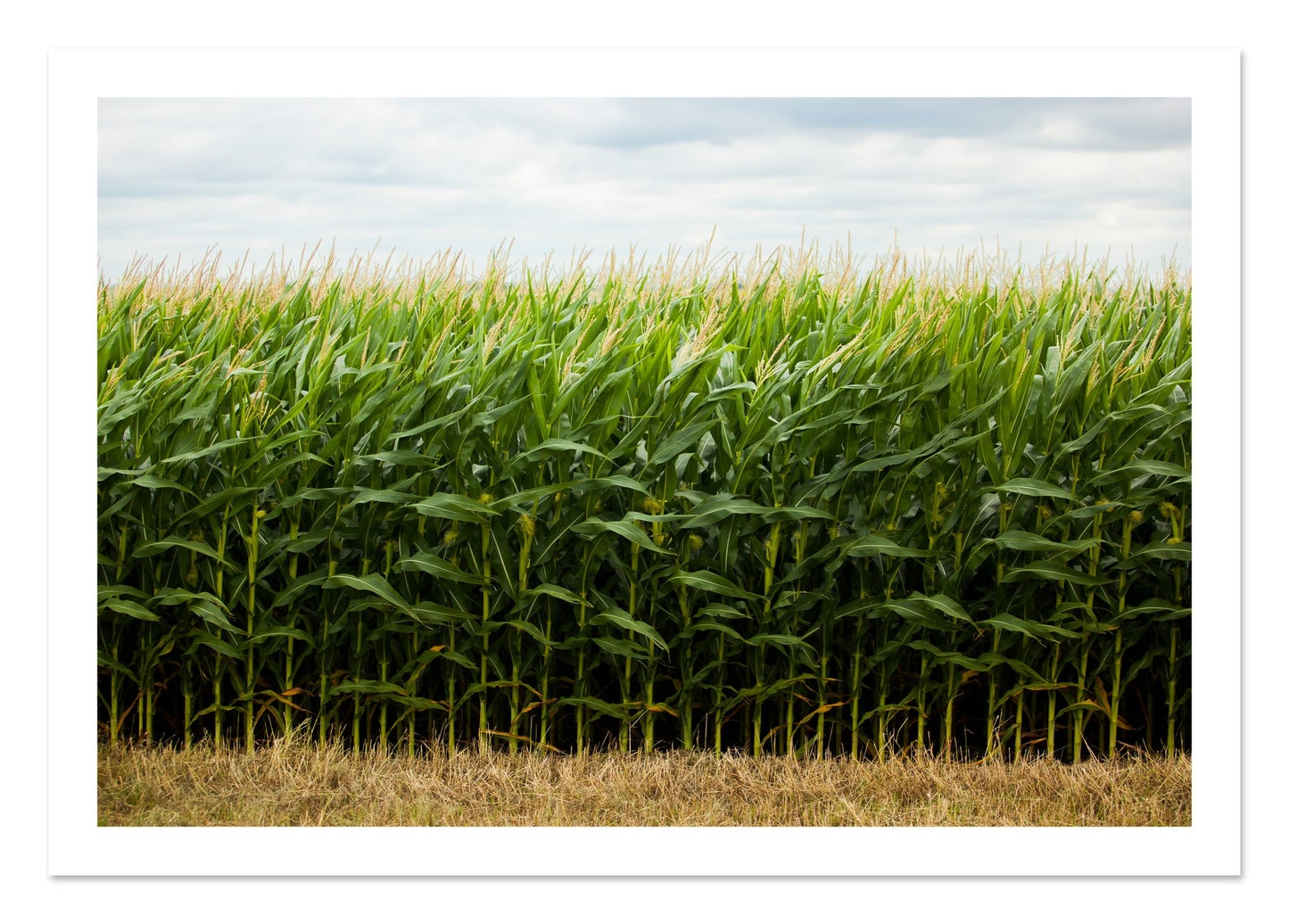 Fine art print of Corn Crop by Dylan Ozanich, unframed