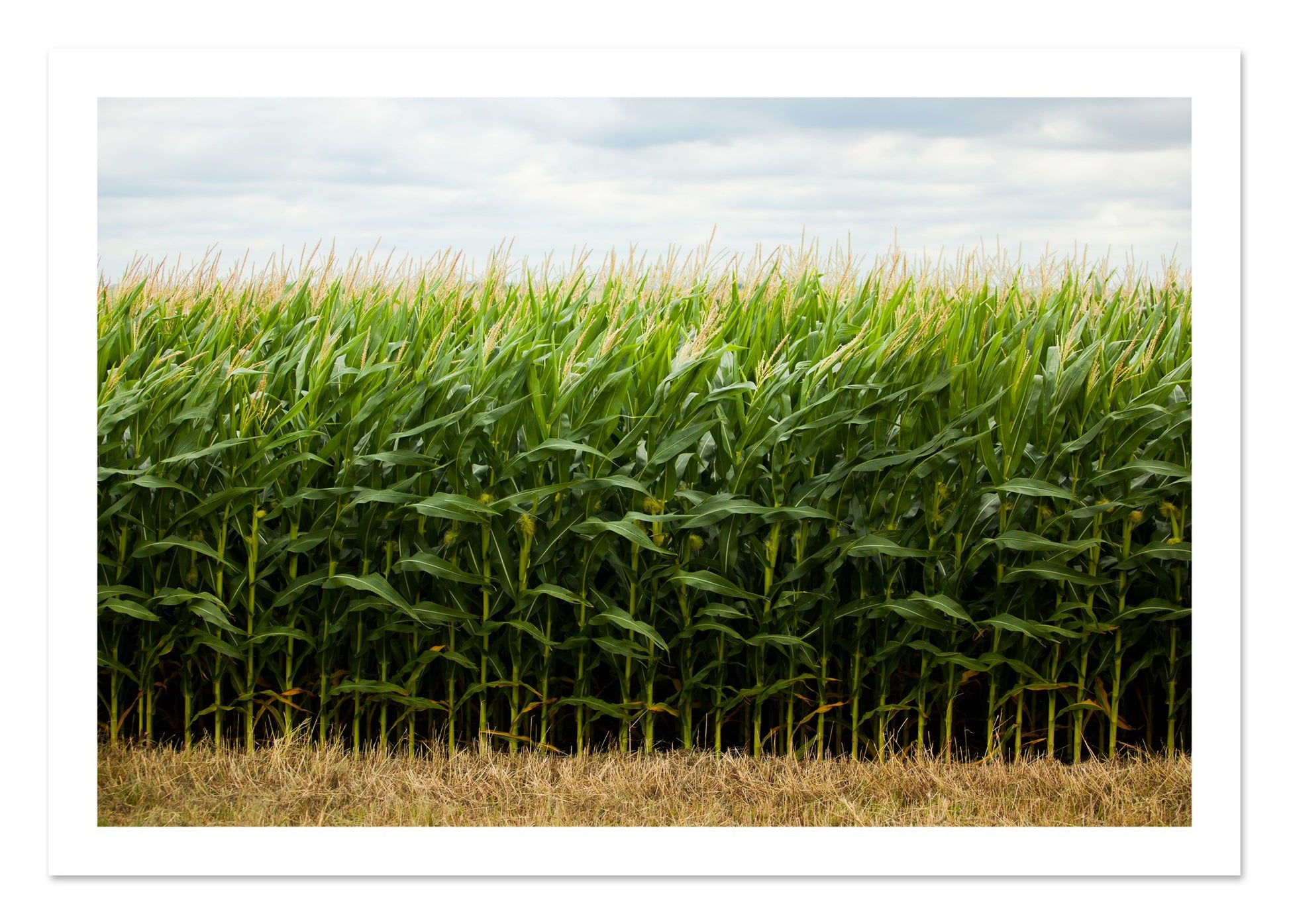 Fine art print of Corn Crop by Dylan Ozanich, unframed
