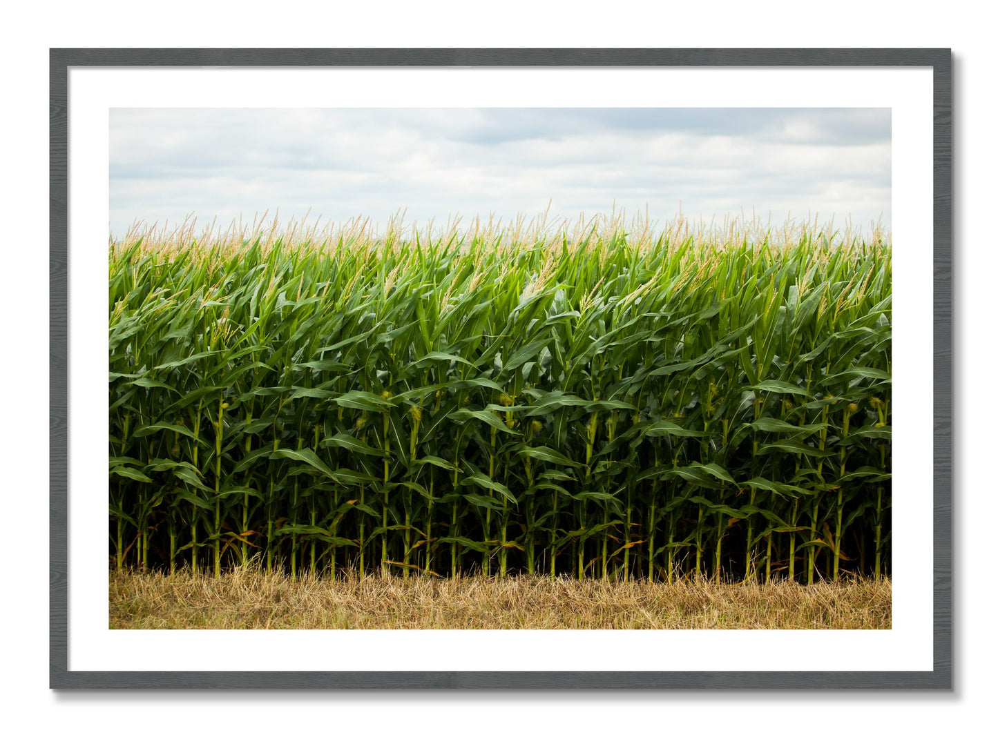 Framed photograph of Corn Crop by Dylan Ozanich, Grey frame, Borders