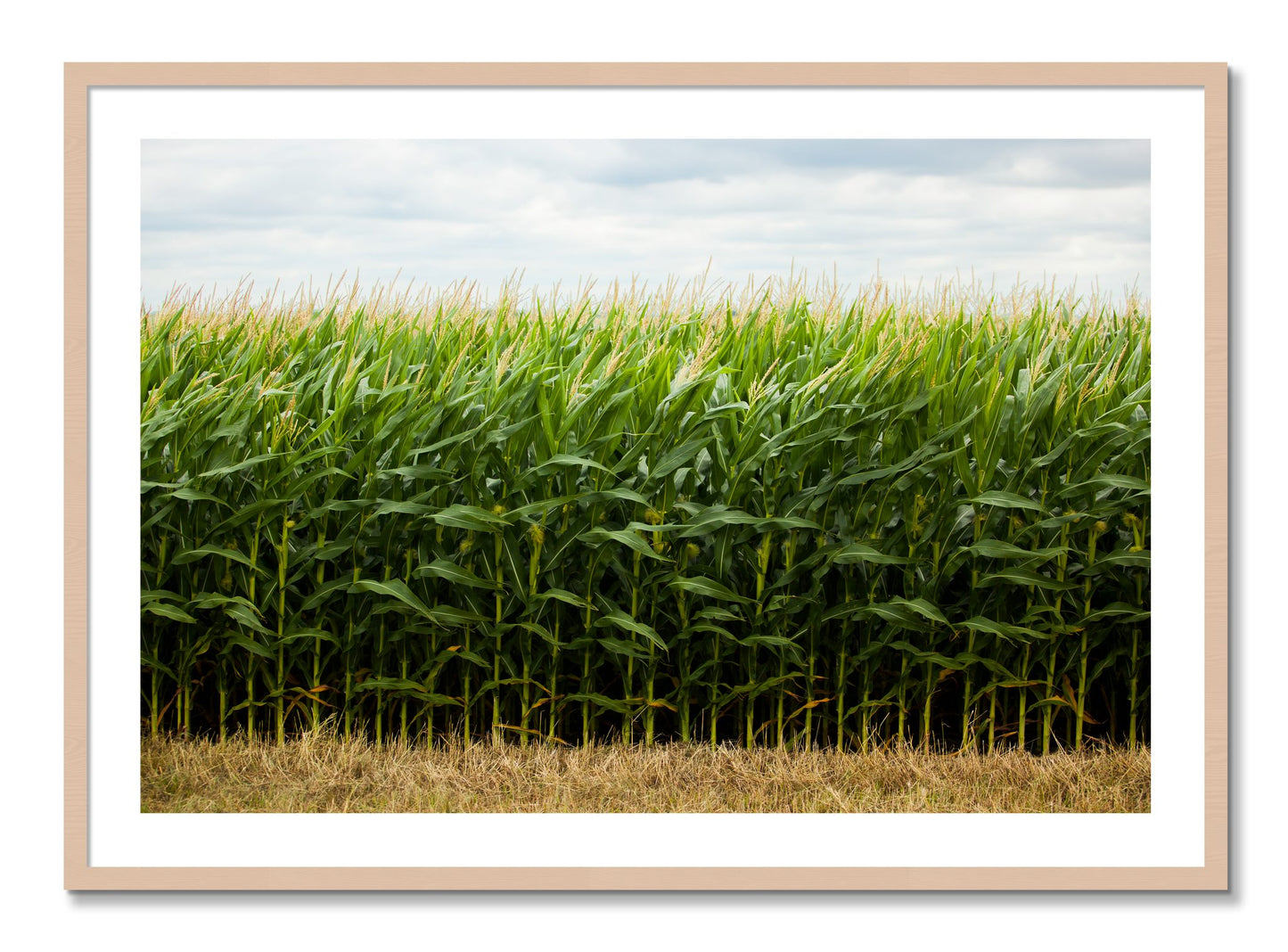 Framed photograph of Corn Crop by Dylan Ozanich, Maple frame, Borders