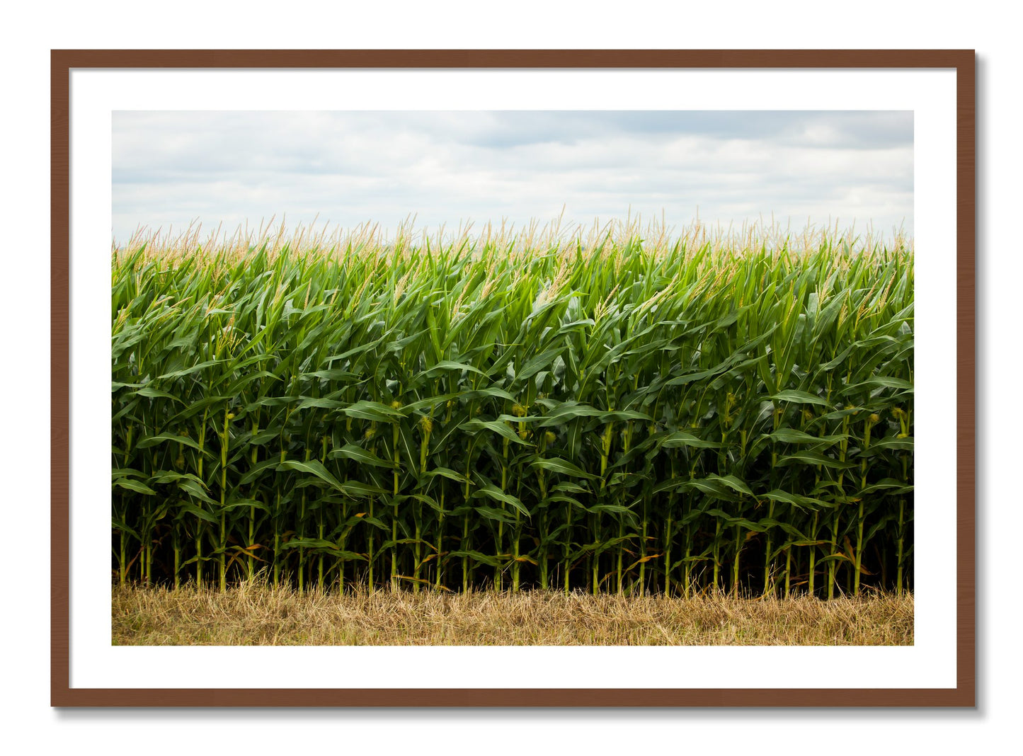 Framed photograph of Corn Crop by Dylan Ozanich, Walnut frame, Borders