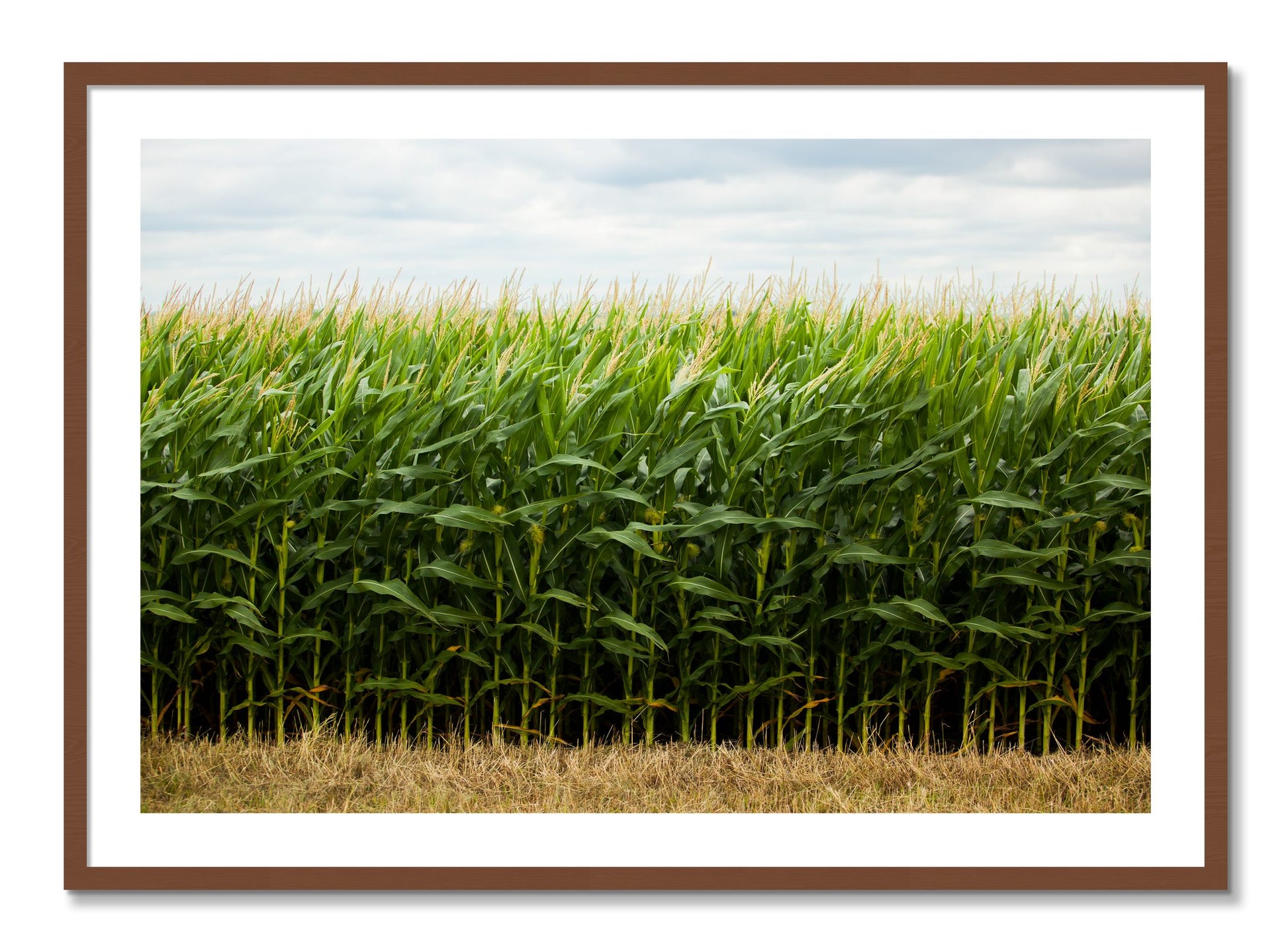 Framed photograph of Corn Crop by Dylan Ozanich, Walnut frame, Borders