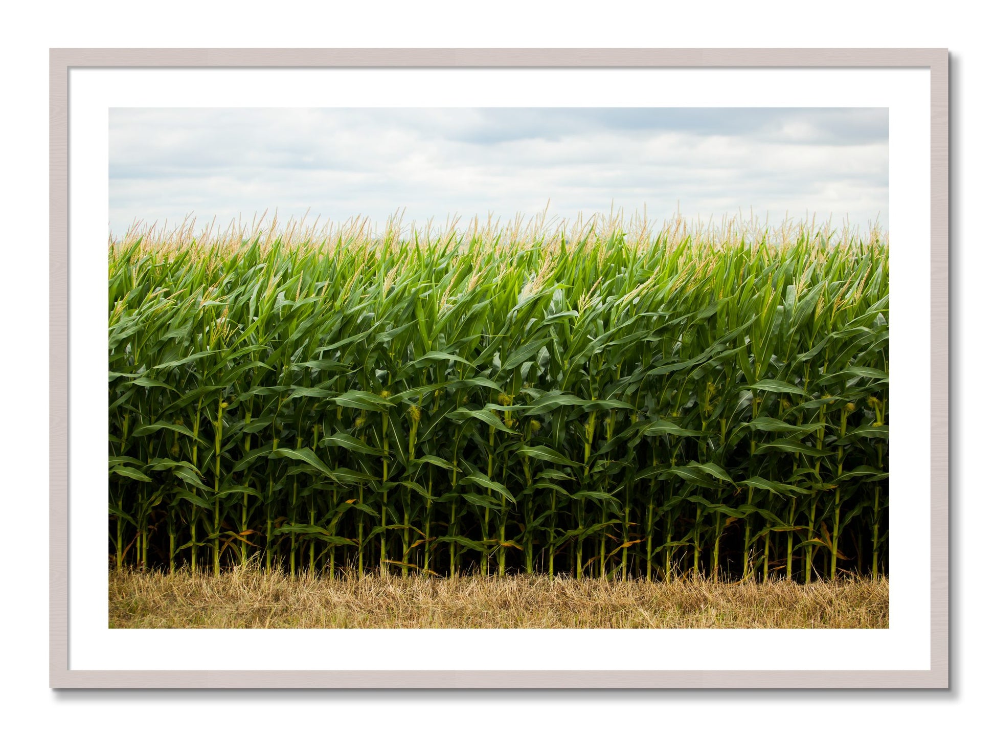 Framed photograph of Corn Crop by Dylan Ozanich, White Maple frame, Borders