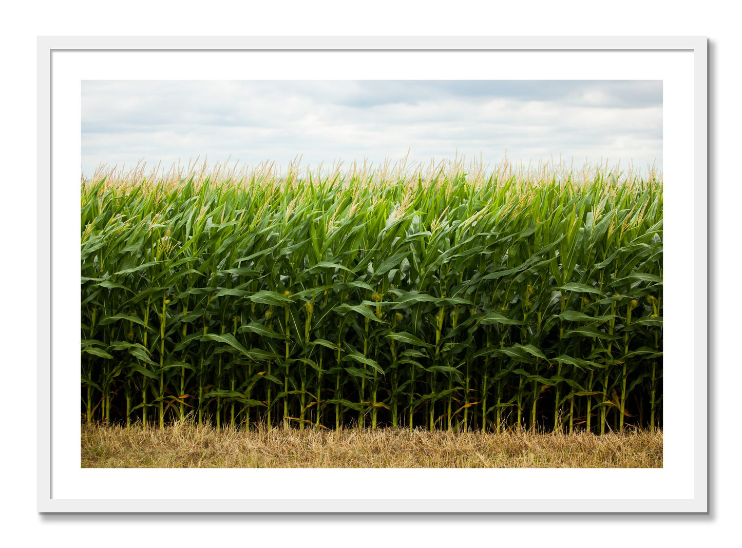 Framed photograph of Corn Crop by Dylan Ozanich, White frame, Borders