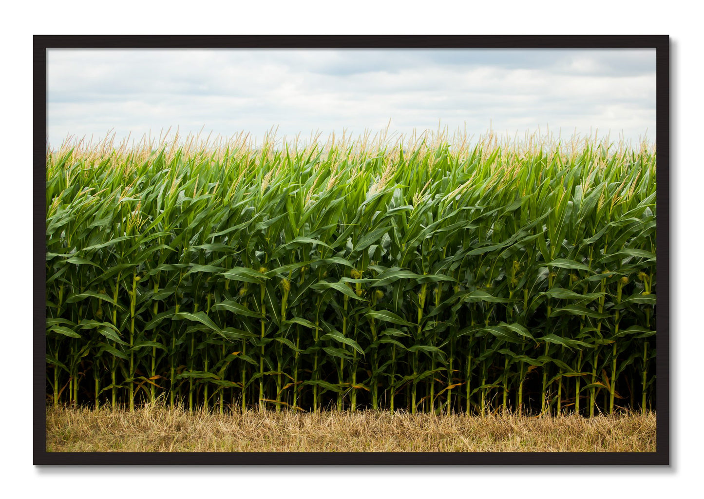 Framed photograph of Corn Crop by Dylan Ozanich, Black Walnut frame, Full Bleed
