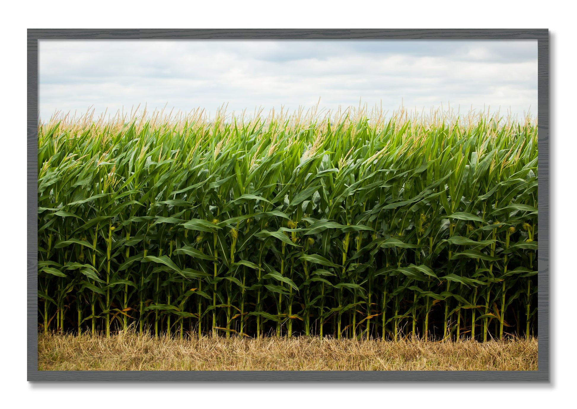 Framed photograph of Corn Crop by Dylan Ozanich, Grey frame, Full Bleed