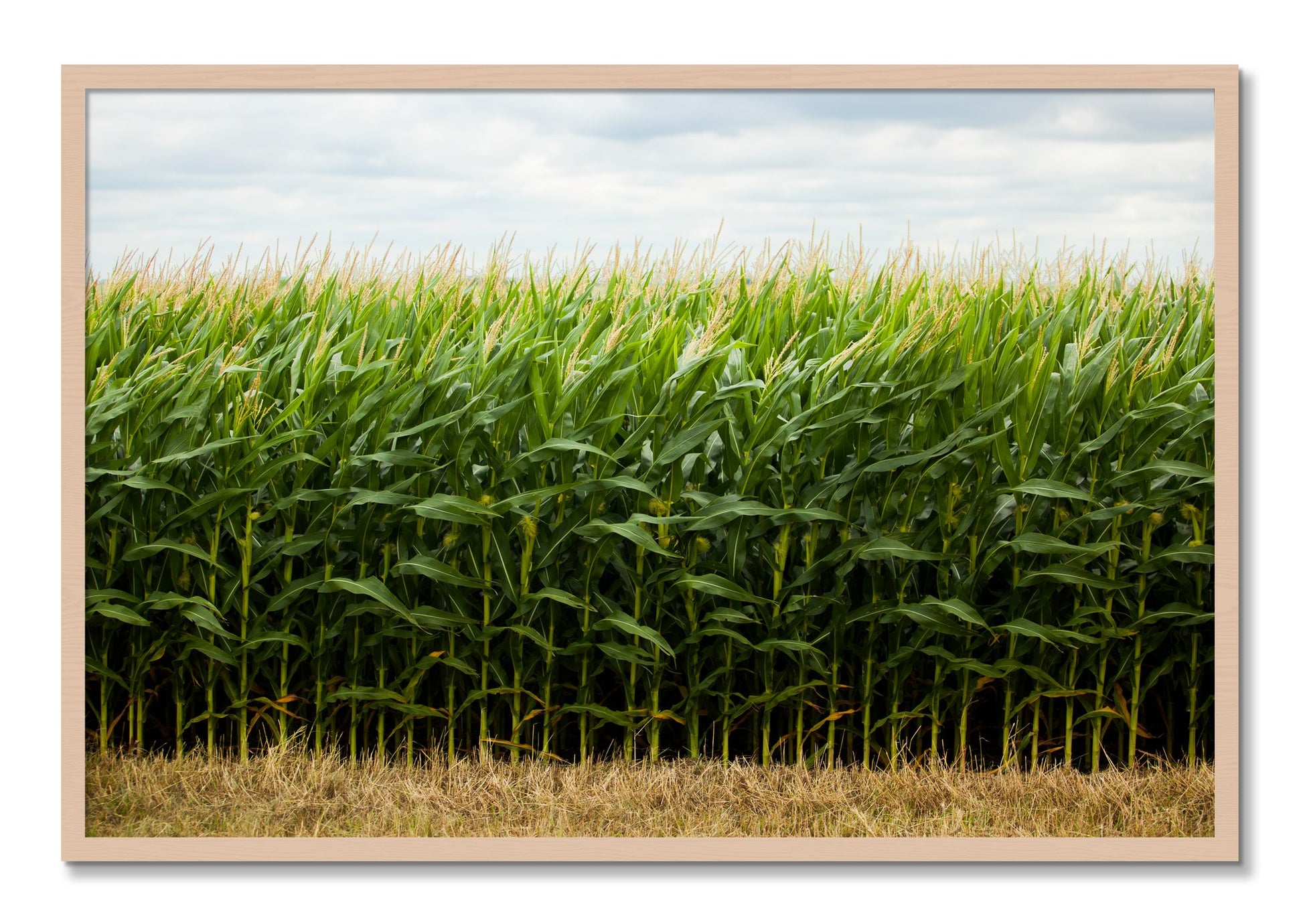 Framed photograph of Corn Crop by Dylan Ozanich, Maple frame, Full Bleed