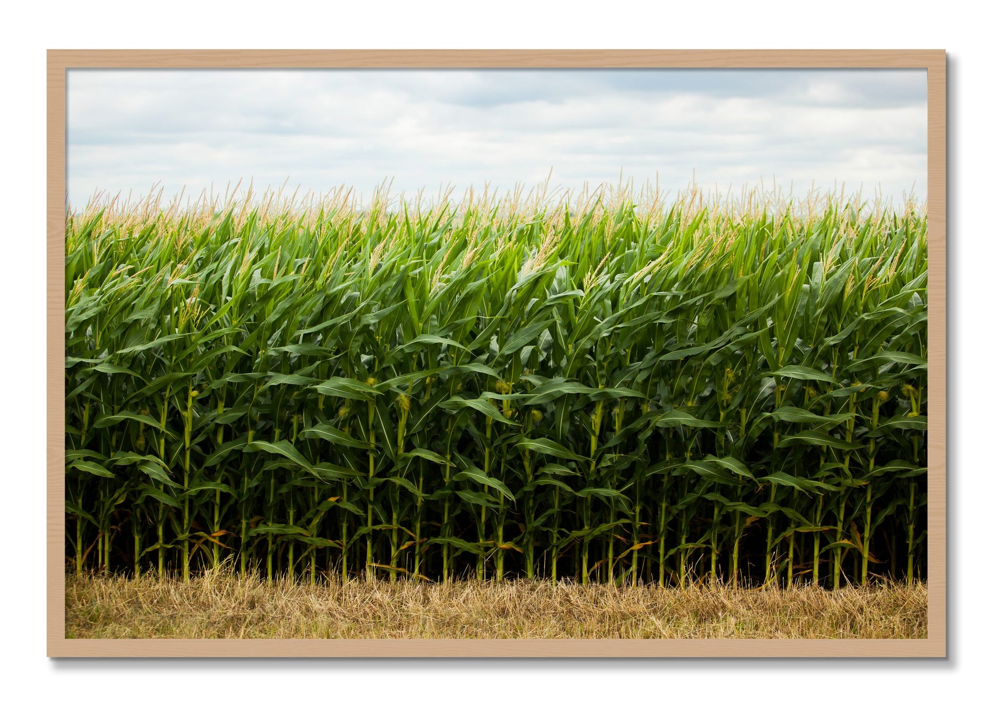 Framed photograph of Corn Crop by Dylan Ozanich, Oak frame, Full Bleed