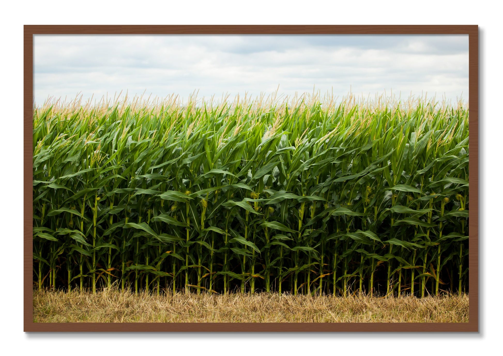 Framed photograph of Corn Crop by Dylan Ozanich, Walnut frame, Full Bleed