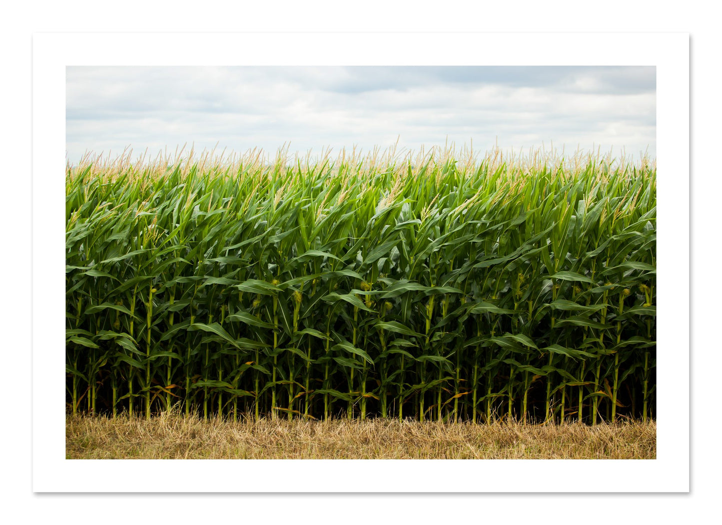 Fine art print of Corn Crop by Dylan Ozanich, unframed