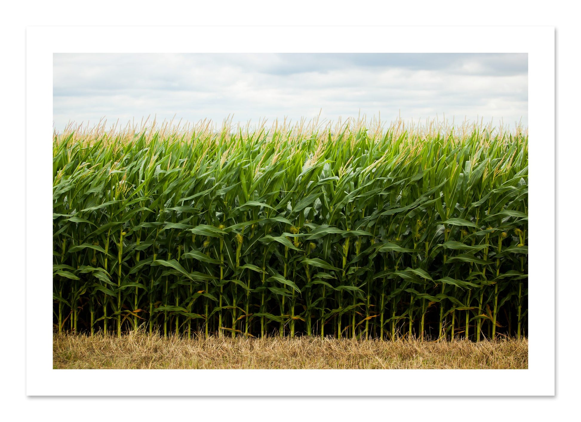 Fine art print of Corn Crop by Dylan Ozanich, unframed