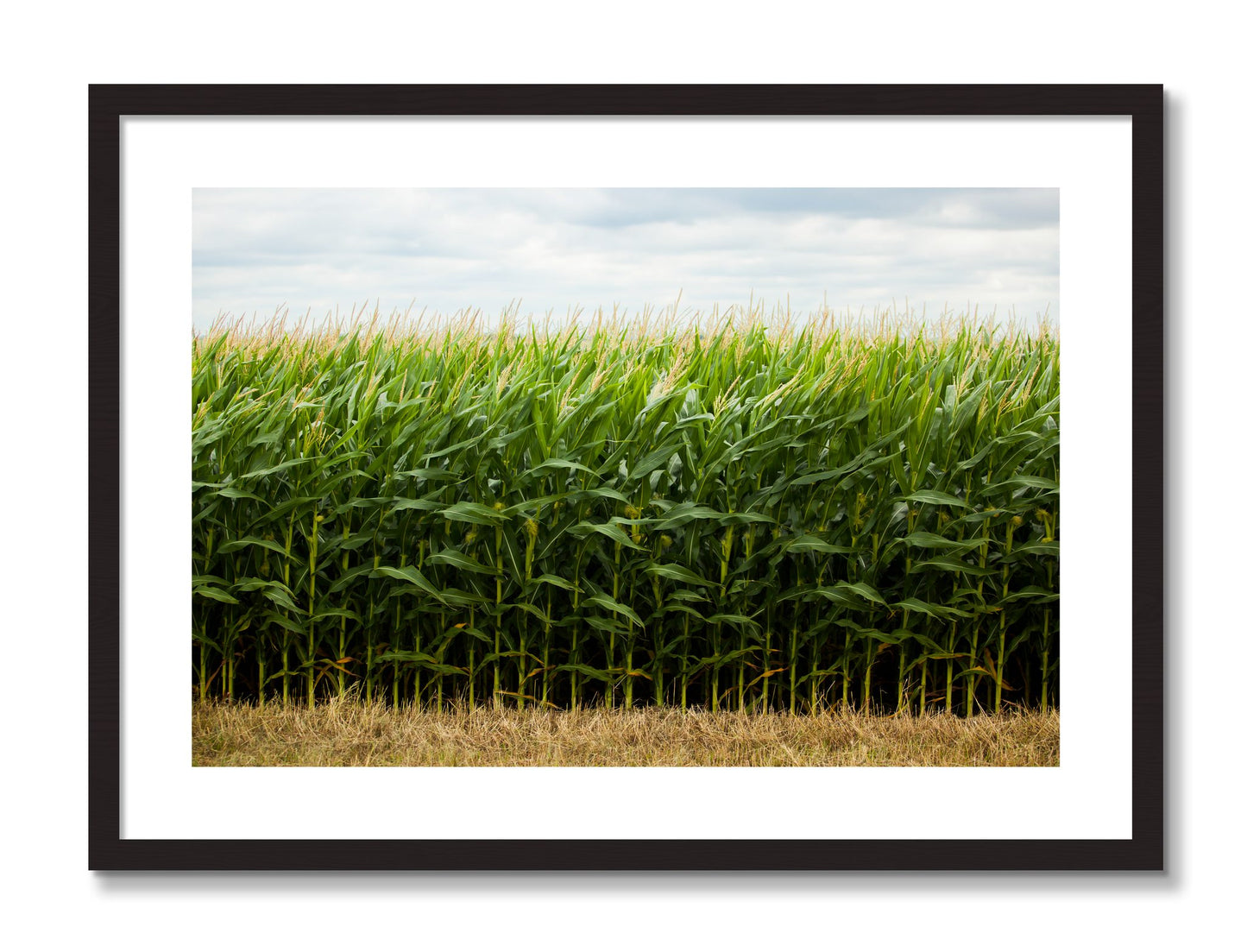 Framed photograph of Corn Crop by Dylan Ozanich, Black Walnut frame, Borders