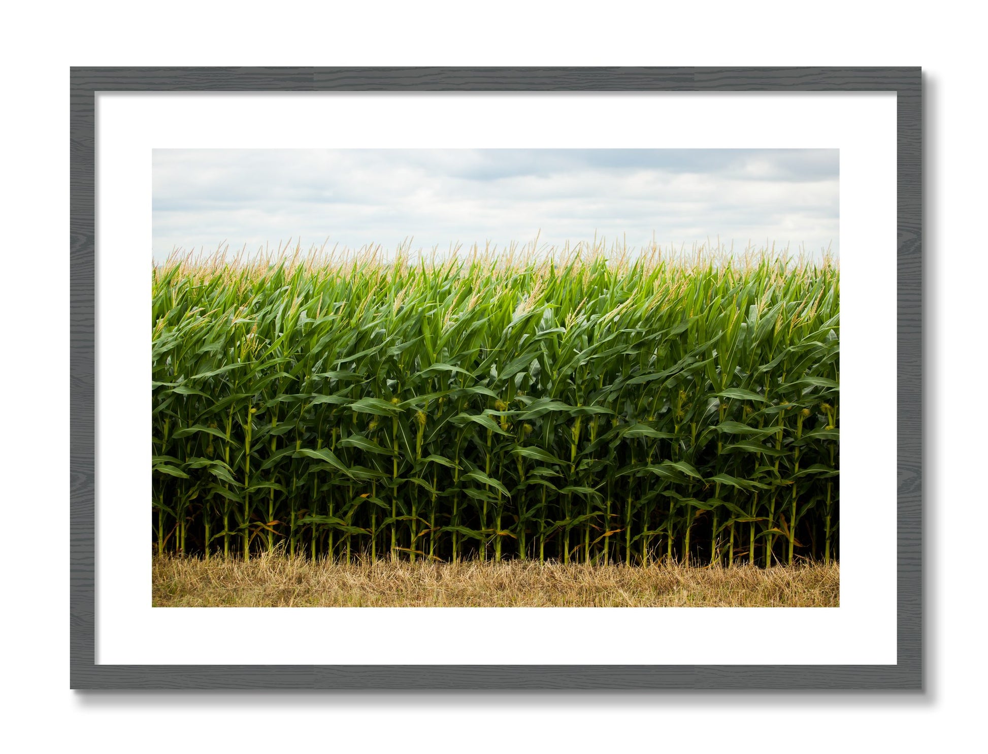 Framed photograph of Corn Crop by Dylan Ozanich, Grey frame, Borders