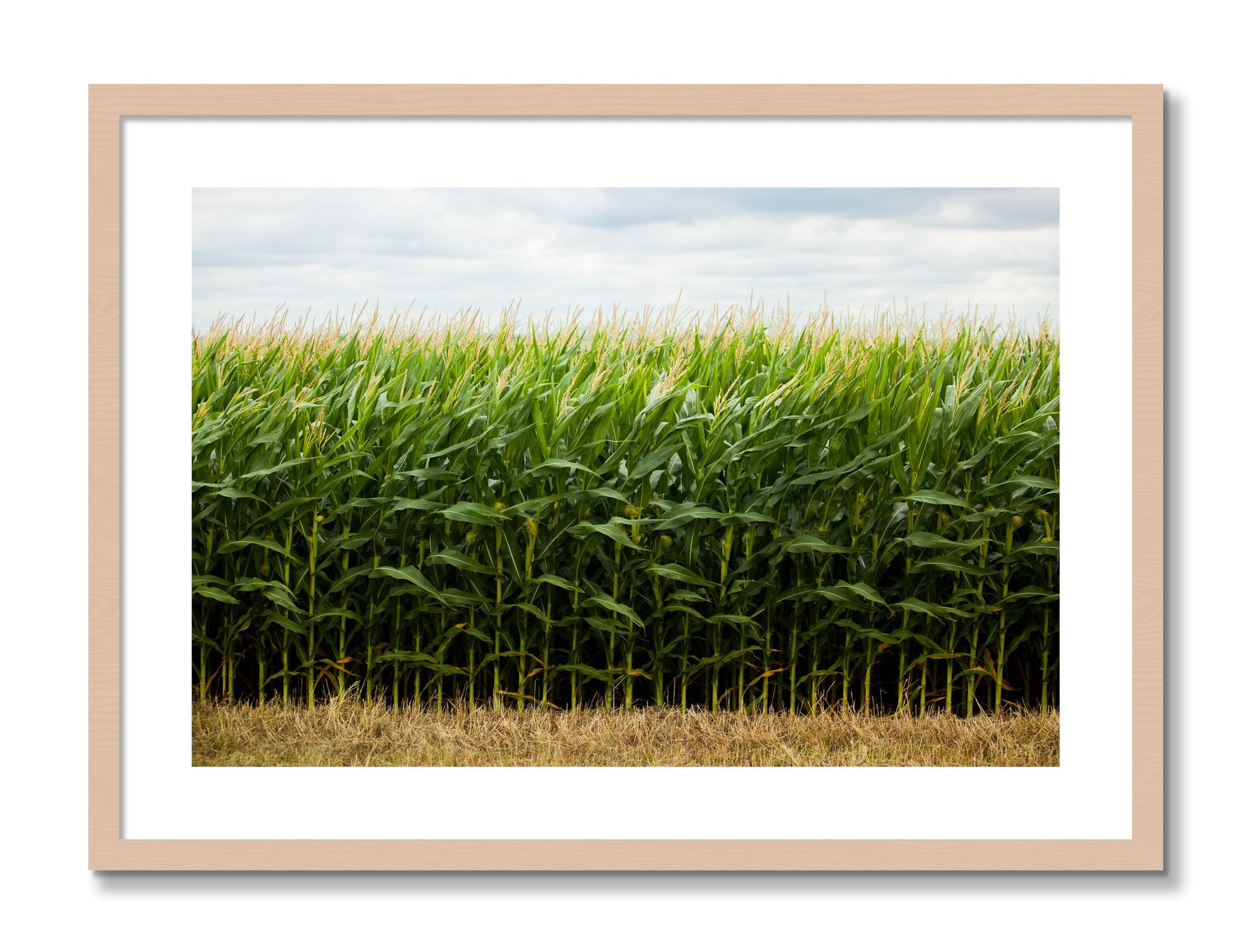 Framed photograph of Corn Crop by Dylan Ozanich, Maple frame, Borders